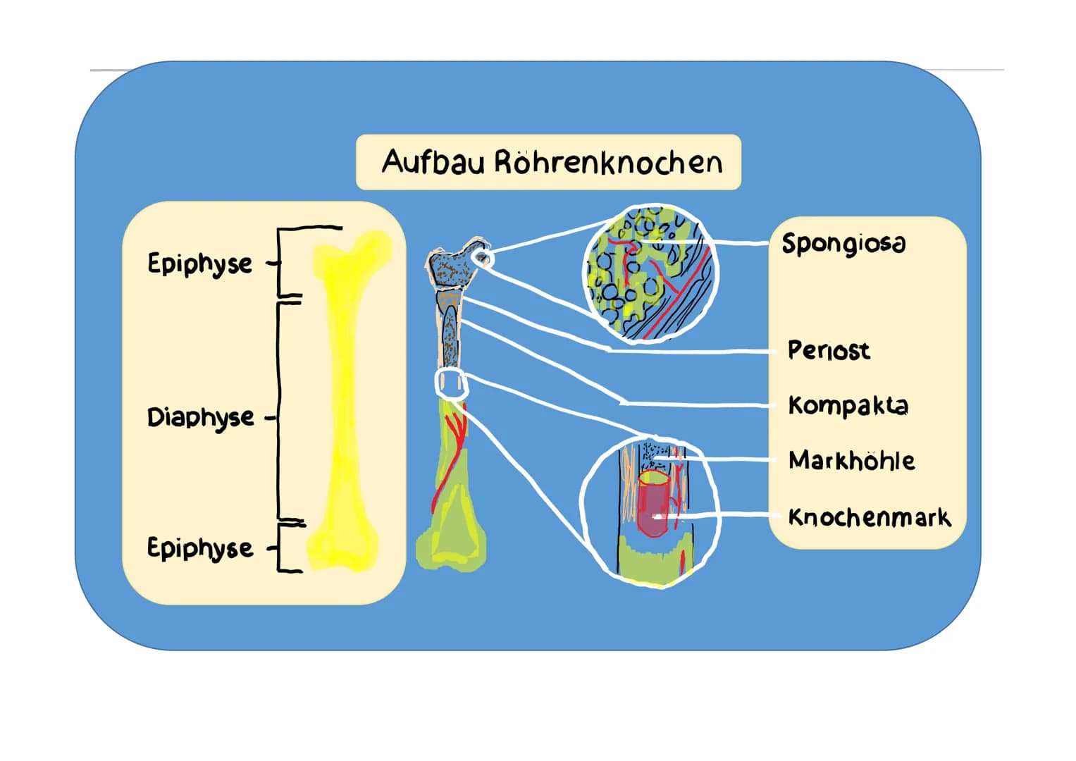 nam Onlay
1
elles
2
Jusdhusnarlo
6
7
8
9
3
4
10
5
doon
11
12
uedในsnartoon
1
0216
2
20
3
13
Hirnschädelknochen
6 Stirnbein - Os frontale
1 S