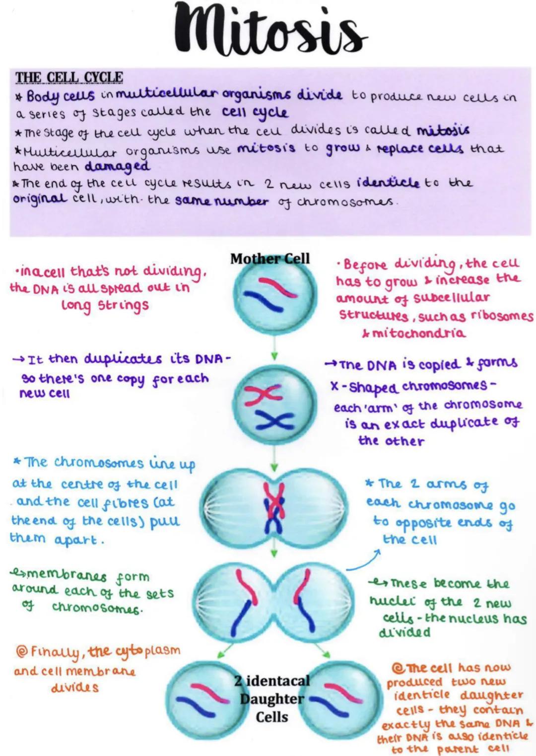# Mitosis

THE CELL CYCLE
* Body cells in multicellular organisms divide to produce new cells in
a series of stages called the cell cycle
* 