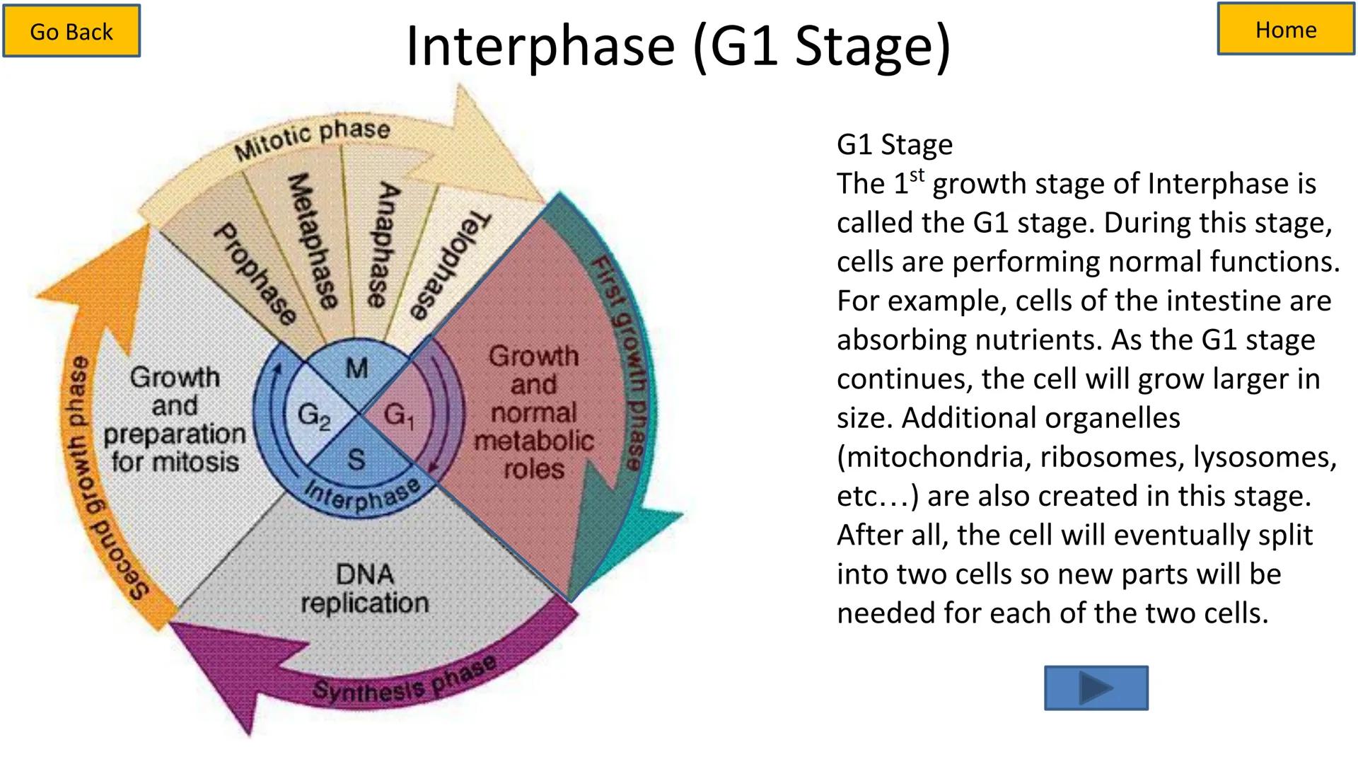 # Cell Cycle and Mitosis Tutorial

Mitotic phase

Telophase

Anaphase

Metaphase

Prophase

Growth
and
preparation
for mitosis

Second growt