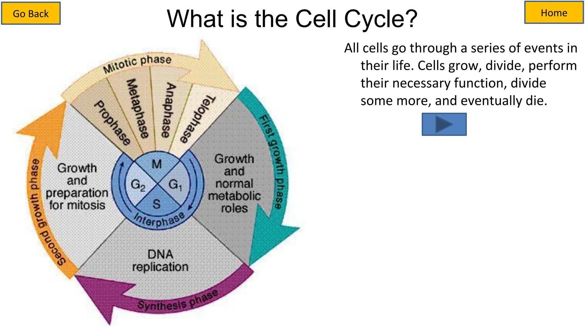 # Cell Cycle and Mitosis Tutorial

Mitotic phase

Telophase

Anaphase

Metaphase

Prophase

Growth
and
preparation
for mitosis

Second growt