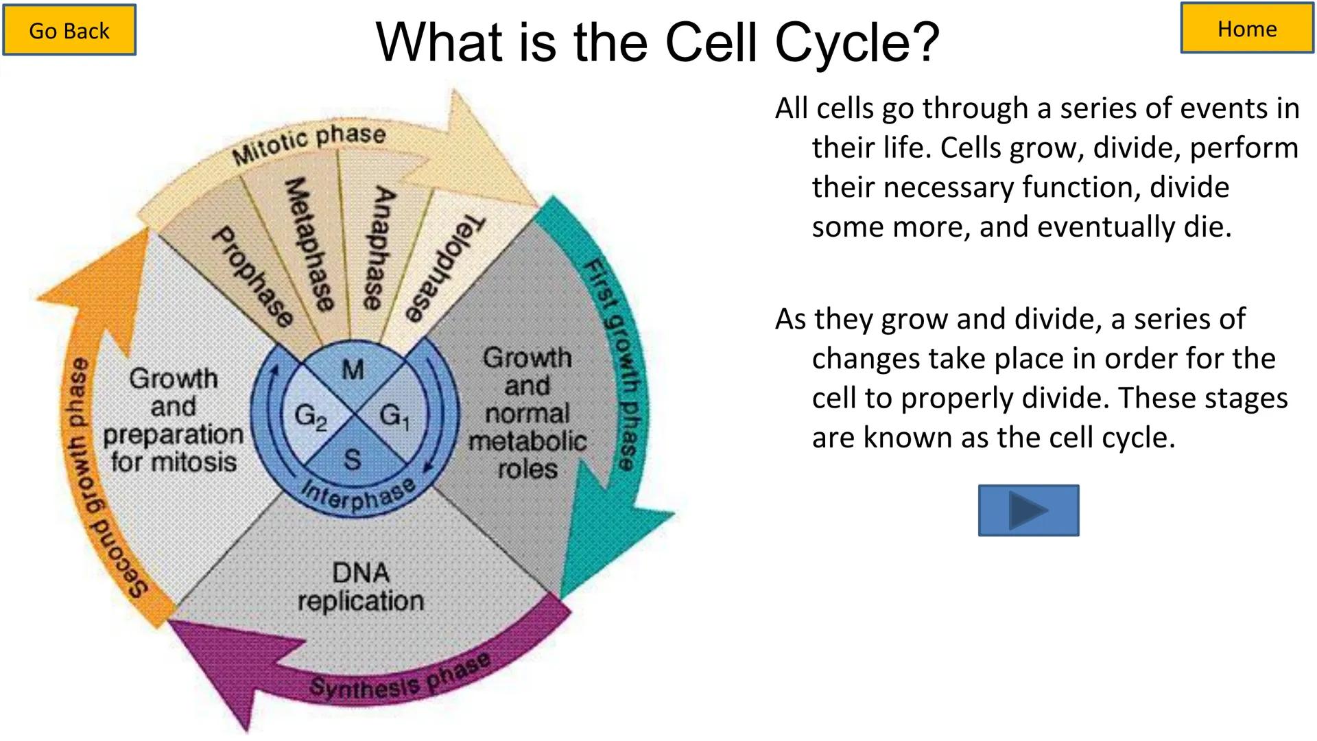 # Cell Cycle and Mitosis Tutorial

Mitotic phase

Telophase

Anaphase

Metaphase

Prophase

Growth
and
preparation
for mitosis

Second growt