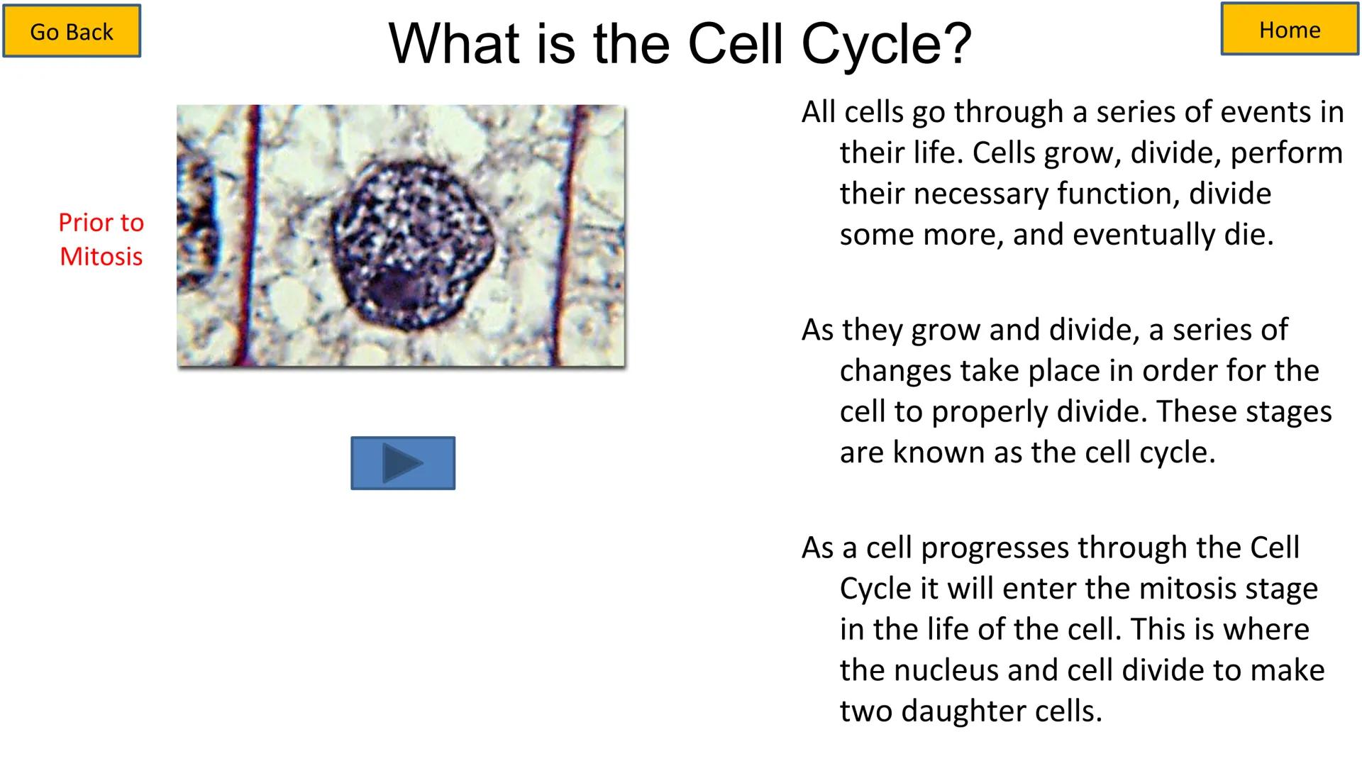 # Cell Cycle and Mitosis Tutorial

Mitotic phase

Telophase

Anaphase

Metaphase

Prophase

Growth
and
preparation
for mitosis

Second growt