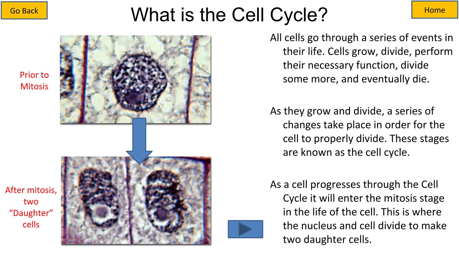 # Cell Cycle and Mitosis Tutorial

Mitotic phase

Telophase

Anaphase

Metaphase

Prophase

Growth
and
preparation
for mitosis

Second growt