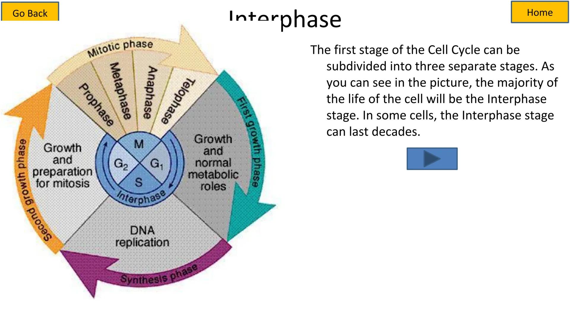 # Cell Cycle and Mitosis Tutorial

Mitotic phase

Telophase

Anaphase

Metaphase

Prophase

Growth
and
preparation
for mitosis

Second growt