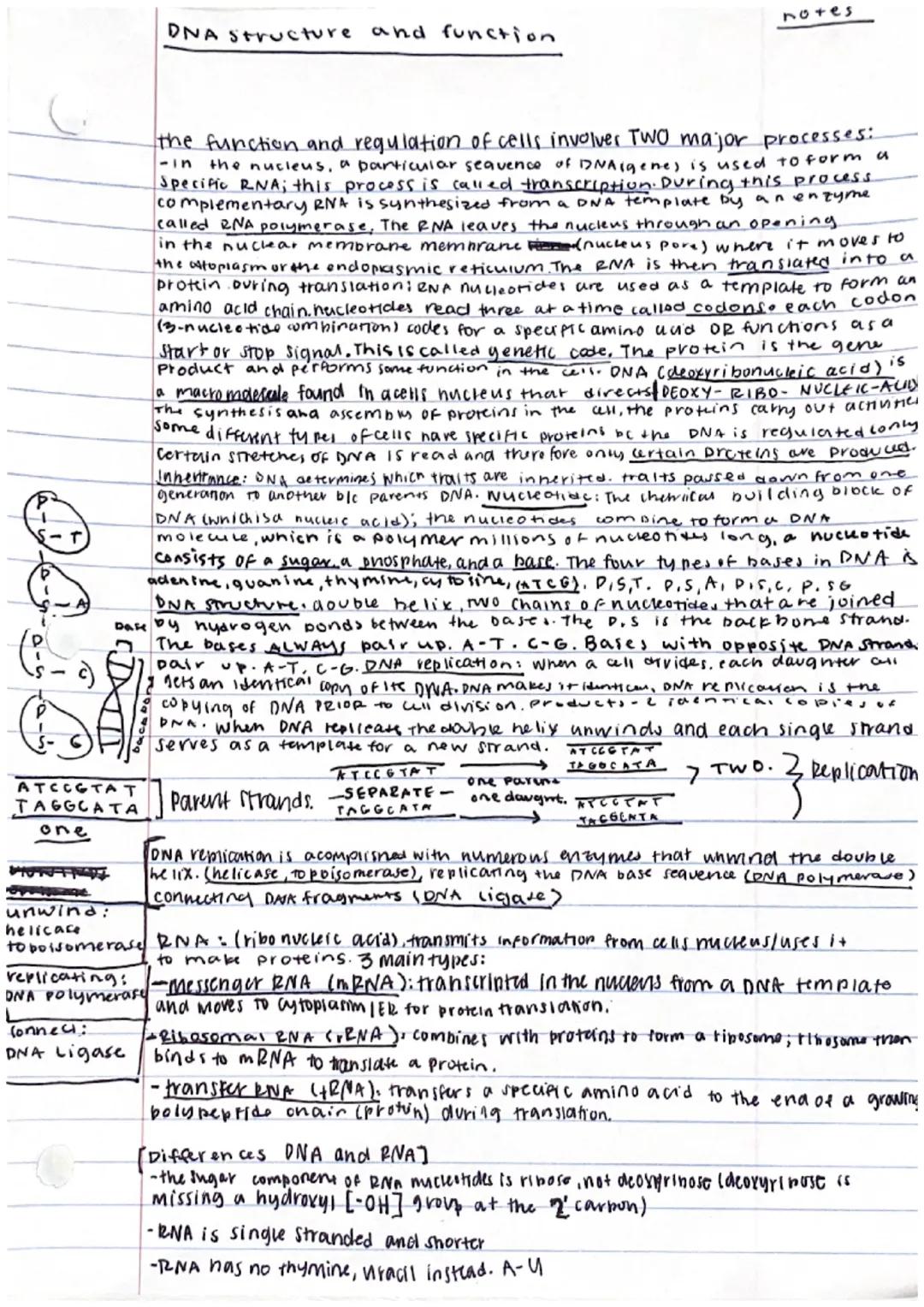 # DNA structure and function.
notes

the function and regulation of cells involver Two major processes:
-in the nucleus, a particular sequen