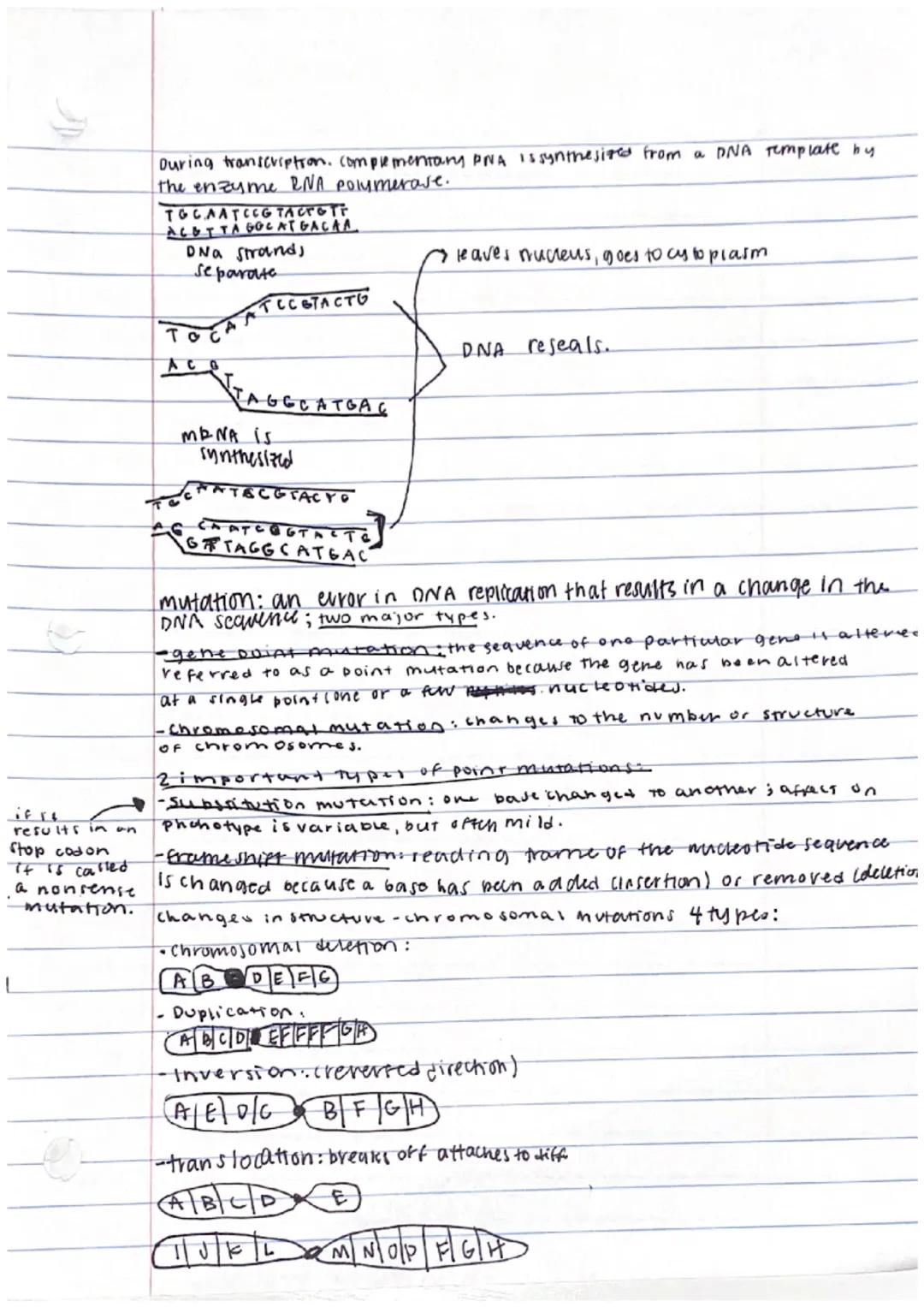 # DNA structure and function.
notes

the function and regulation of cells involver Two major processes:
-in the nucleus, a particular sequen