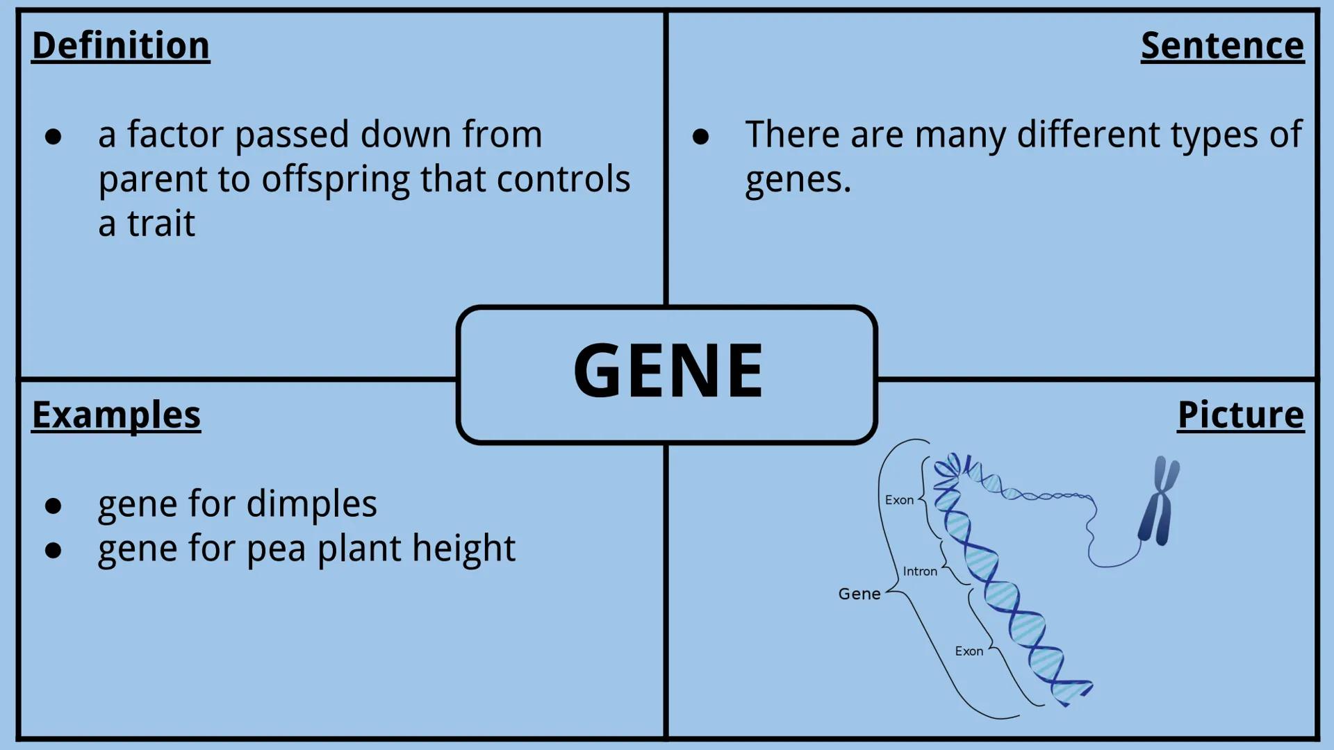 # Genetics Vocabulary

Directions:
Each vocabulary word has its own slide. The definition is given to you.
Complete all boxes:
- Example Box