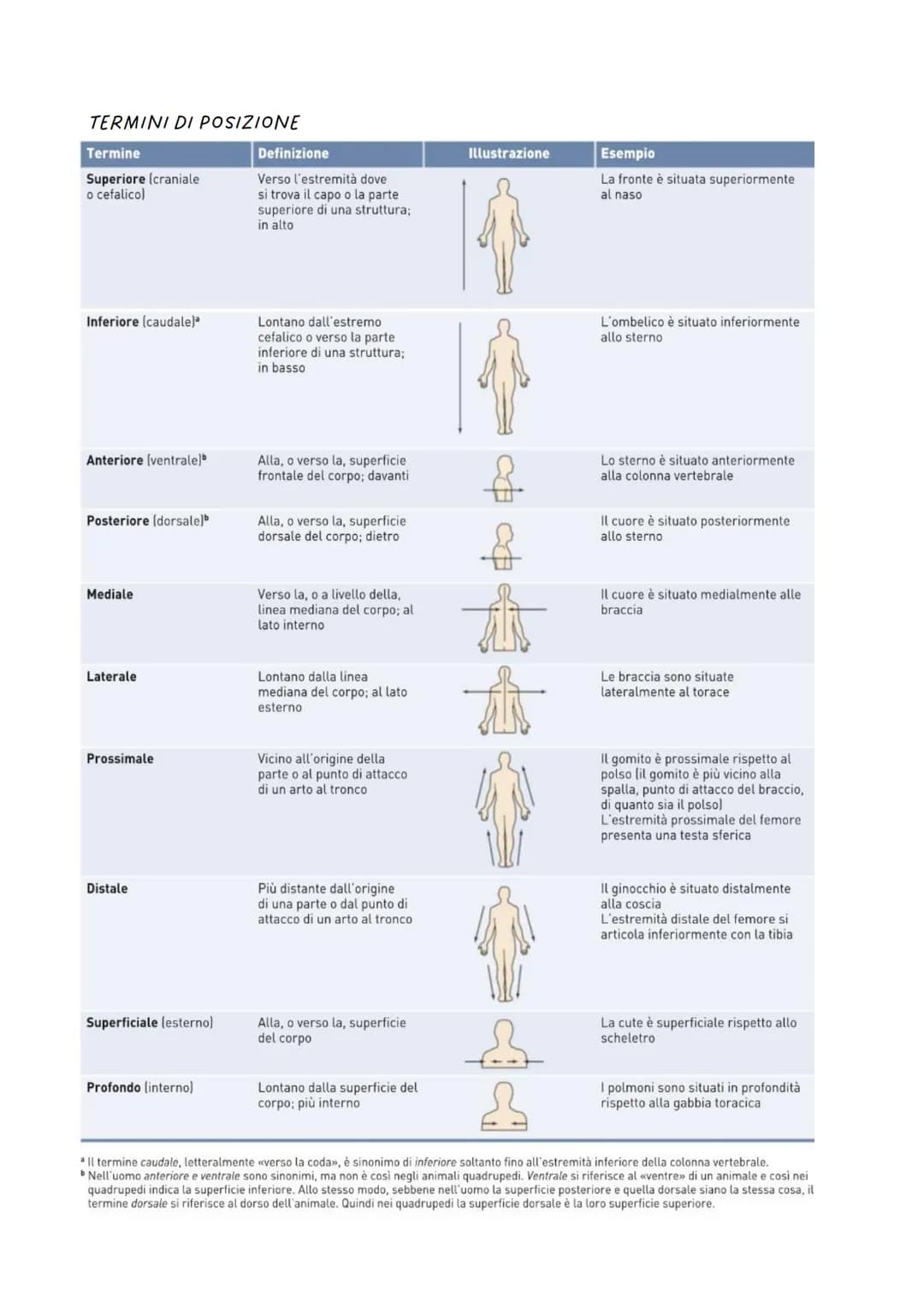 # Anatomia

Il corpo umano è diviso convenzionalmente in alcune parti
principali identificabili all'esterno: la testa, il collo, il tronco
(