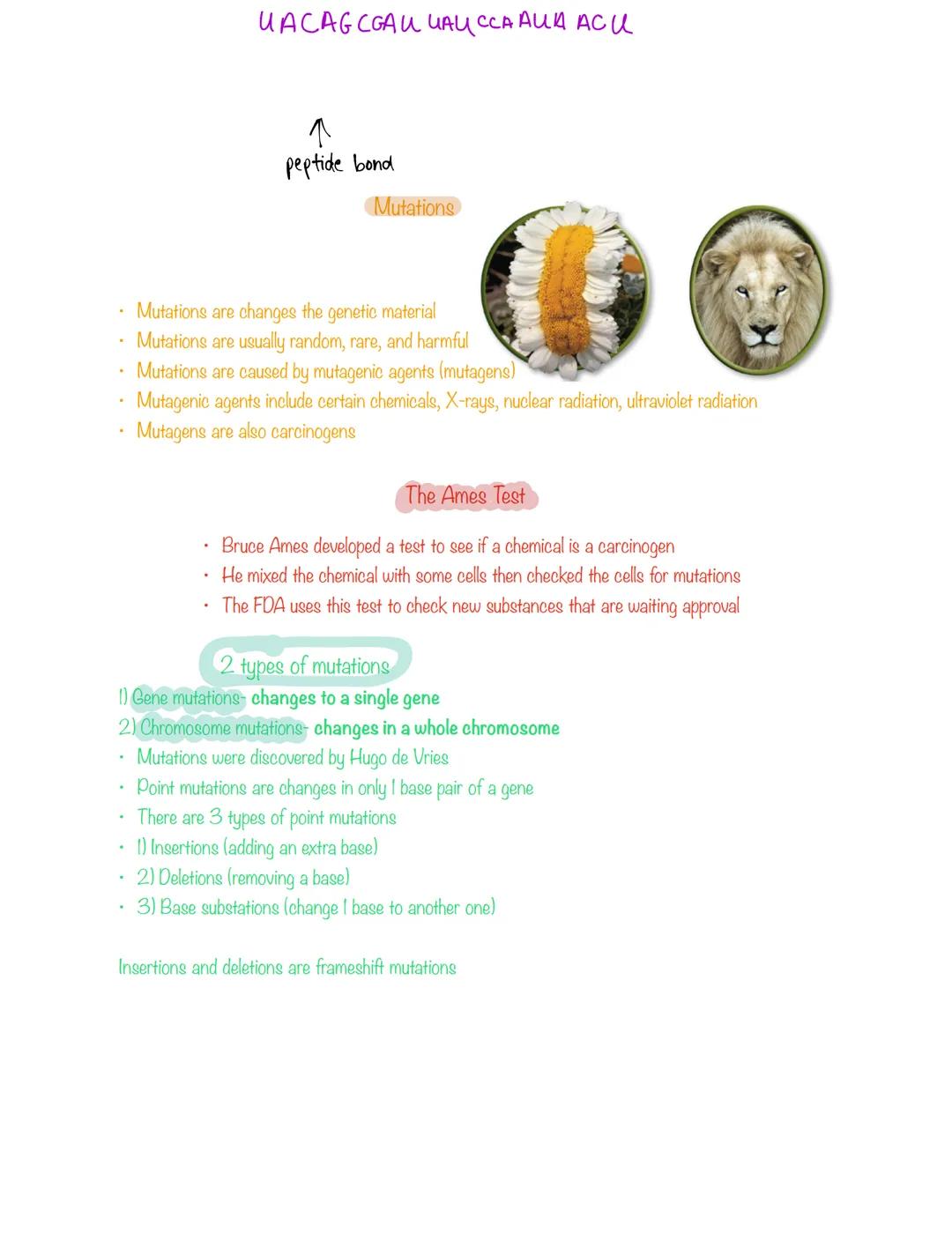 # Chapter 12: Molecular Geet

## The Early Scientists

*   Gregor Mendel- the father of genetics (1865) (Austria)
*   Frederich Miescher- di