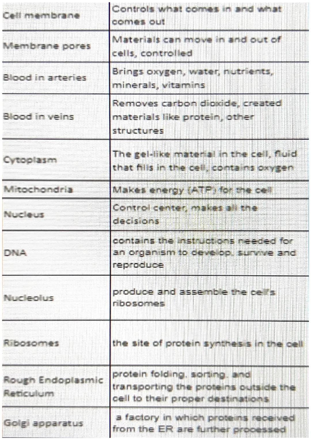 Cell membrane
Controls what comes in and what
comes out
Membrane pores
Materials can move in and out of
cells, controlled
Blood in arteries
