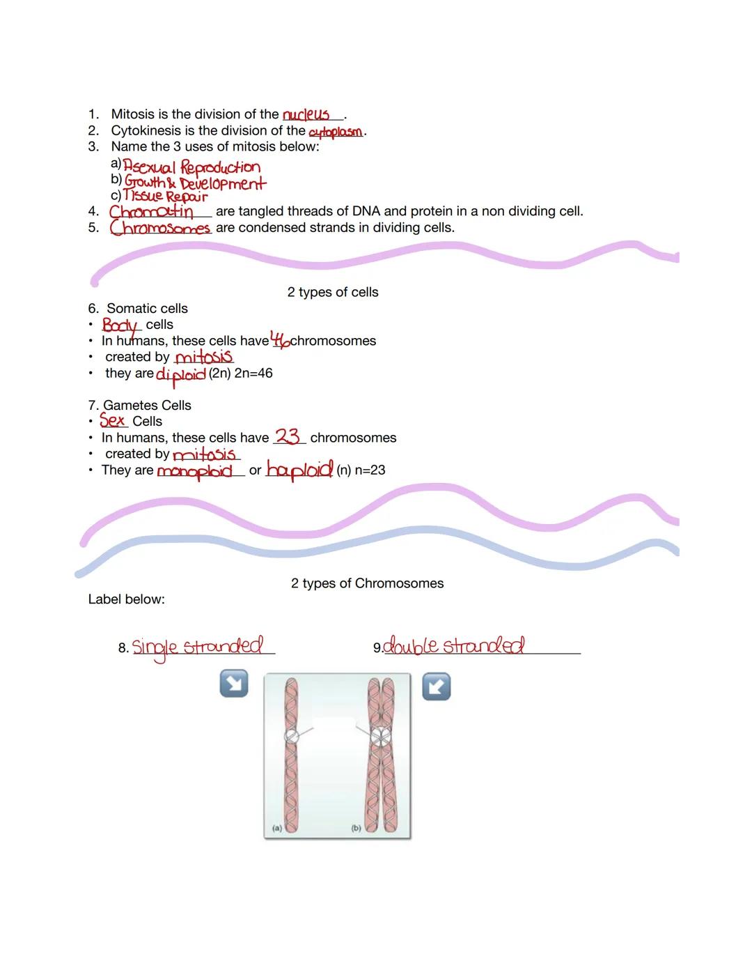 # MITOSIS
## Review

CN

Layla
Guthrie 1. Mitosis is the division of the nucleus.
2. Cytokinesis is the division of the cytoplasm.
3. Name t