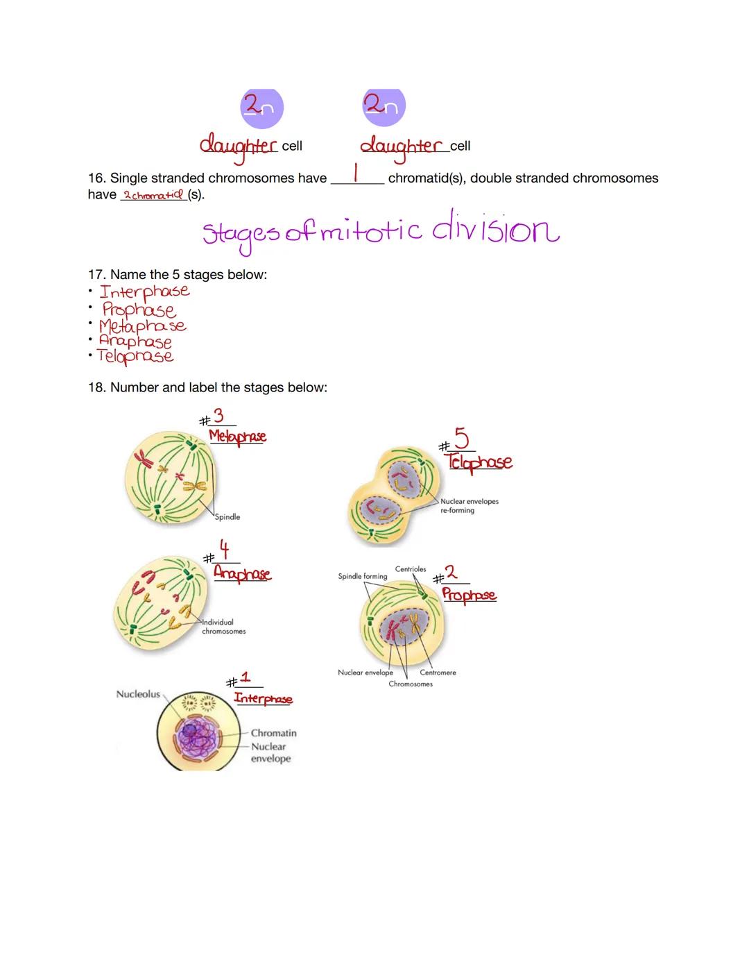 # MITOSIS
## Review

CN

Layla
Guthrie 1. Mitosis is the division of the nucleus.
2. Cytokinesis is the division of the cytoplasm.
3. Name t