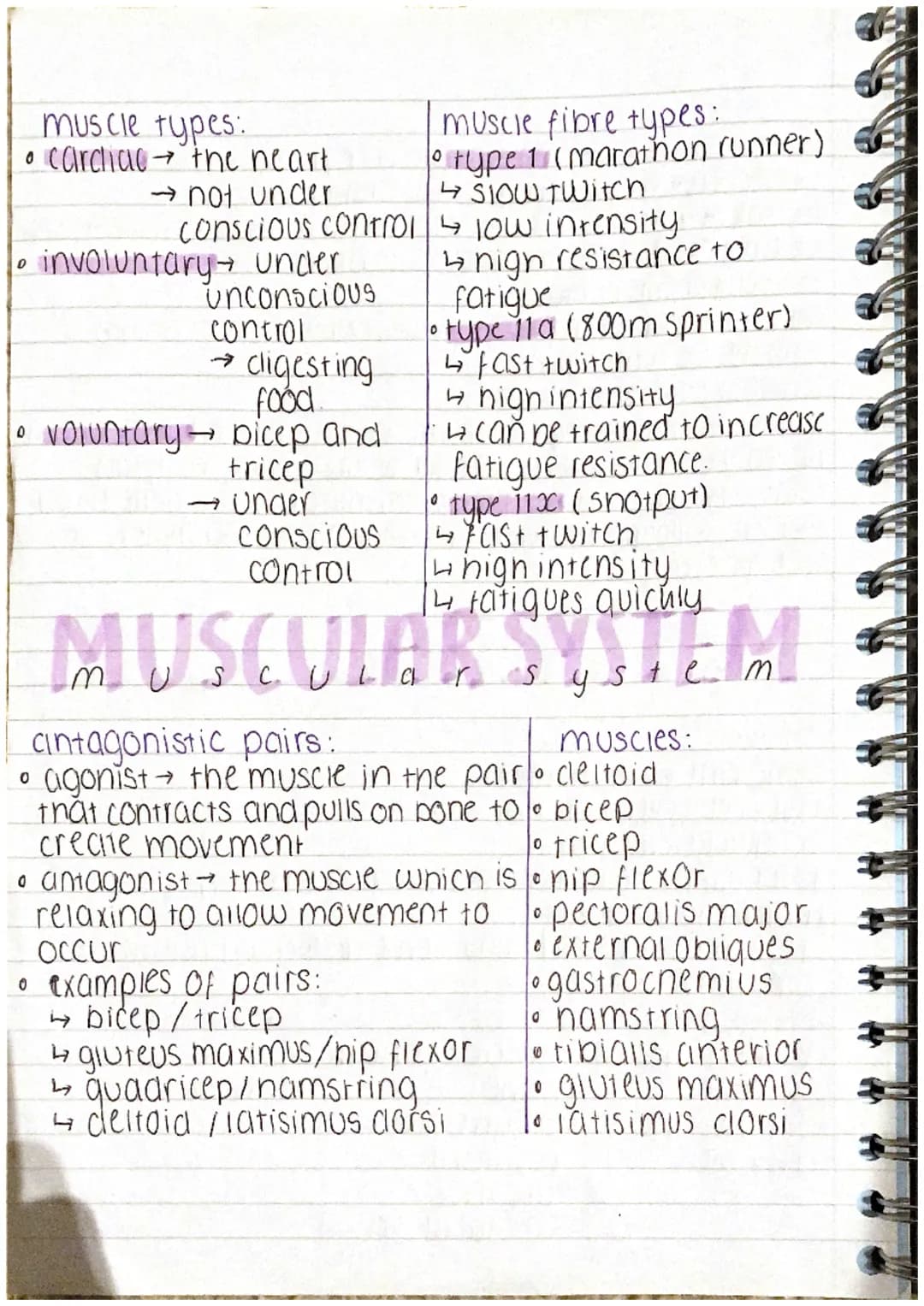 muscle types:
• cardiac the neart
 → not under
 conscious control
• involuntary under
 unconscious
 control
 →cligesting
 food
• voluntary b