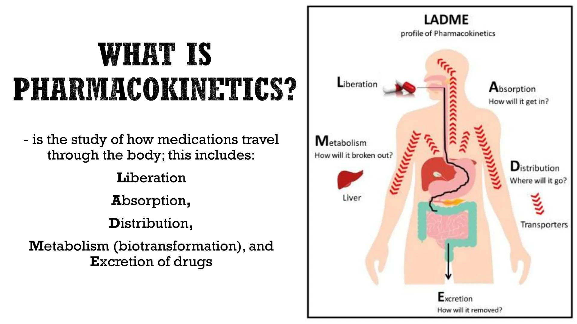 PHARMACOKINETICS:
THE JOURNEY OF A DRUG
By: Pauline Rose Gagala, RPh, PharmD
08/07/25 LADME
profile of Pharmacokinetics
WHAT IS
PHARMACOKINE