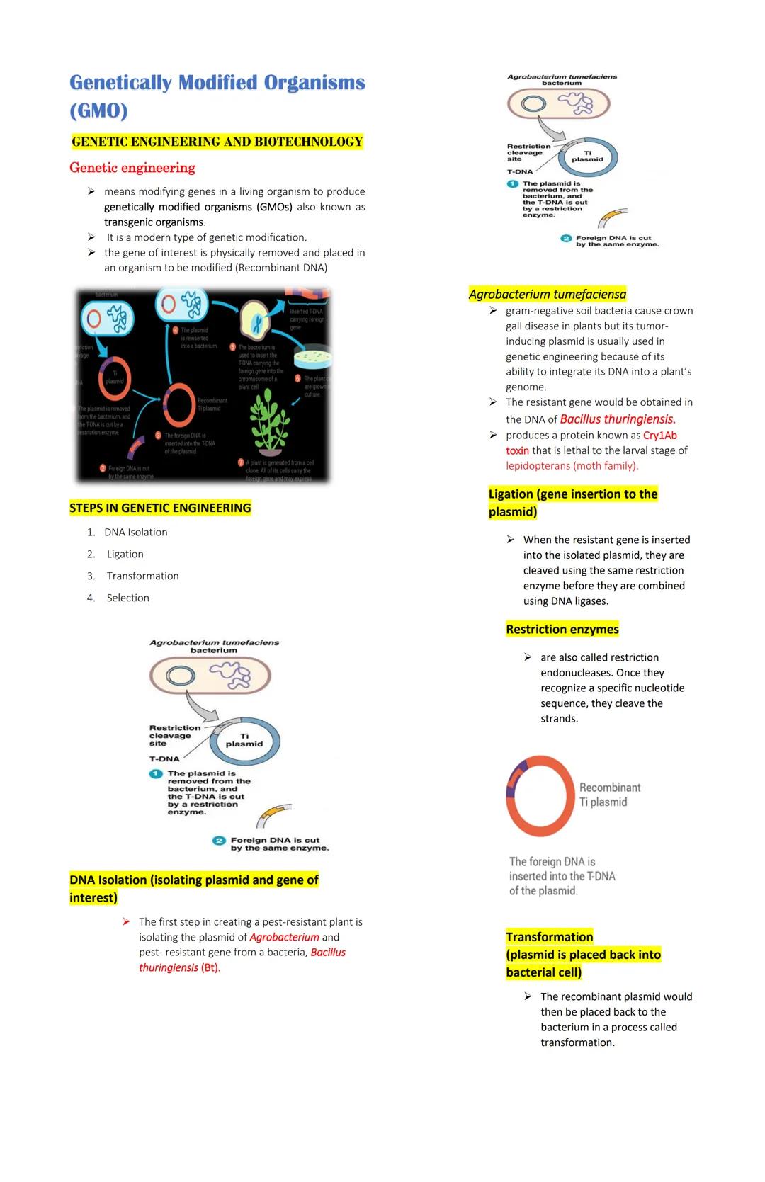 # Genetically Modified Organisms
(GMO)

GENETIC ENGINEERING AND BIOTECHNOLOGY

Genetic engineering

➤means modifying genes in a living organ