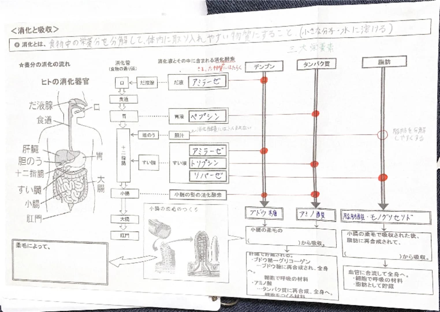 No
●消化とは、食物中の栄養分を分解して、体内に取り入れやすい物質にすること、(小さな分子・水に溶ける)

<消化と吸収>

三大栄養素

★養分の消化の流れ

消化管
(食物の通り道)
消化液とその中に含まれる消化酵素
さま、た物質にはたらく
デンプン
タンパク質
脂肪

ヒ