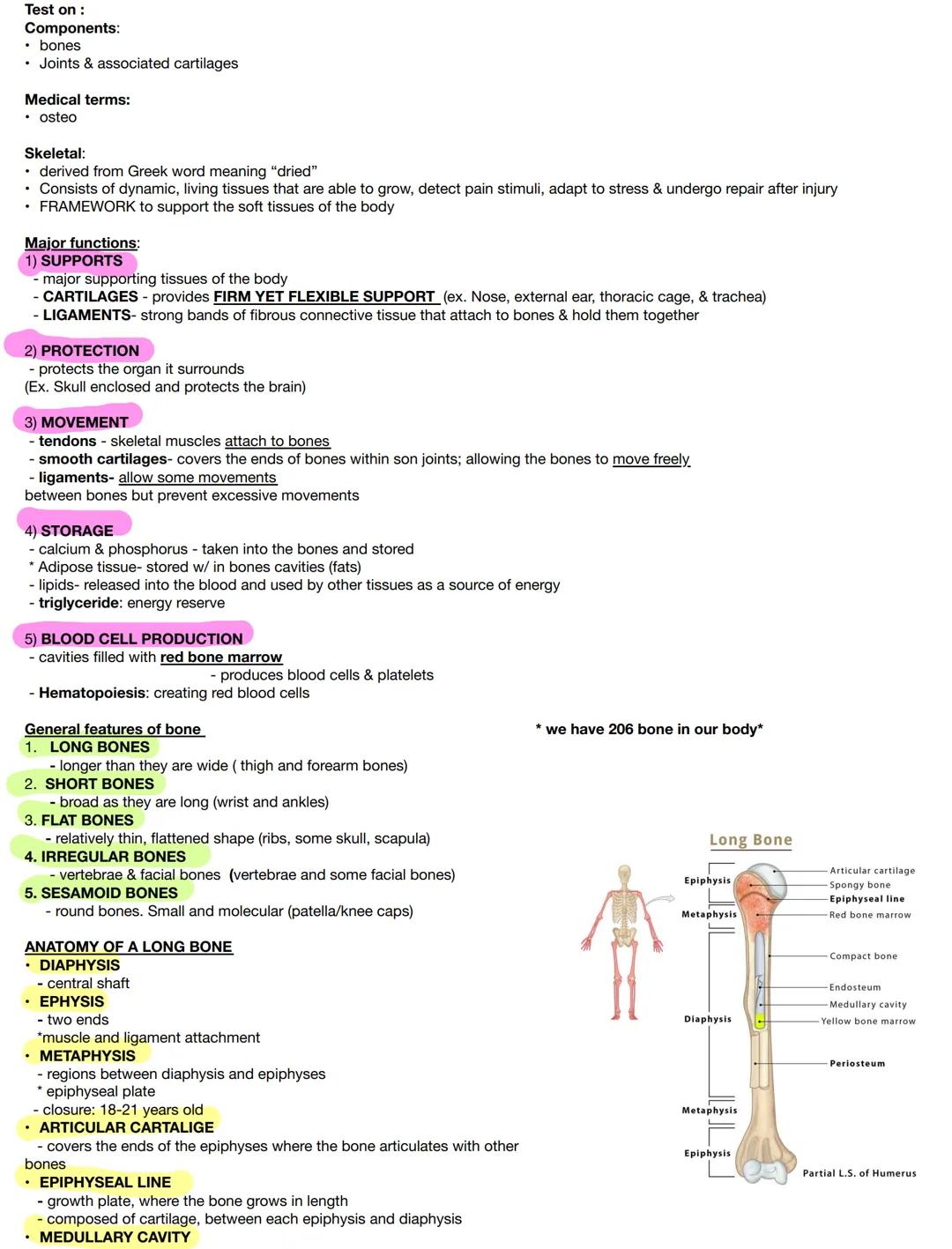 Test on :
Components:
- bones
- Joints & associated cartilages

Medical terms:
- osteo

Skeletal:
- derived from Greek word meaning "dried"
