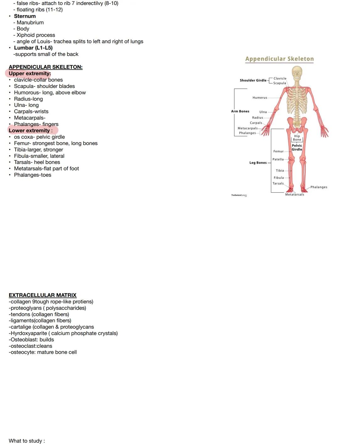 Test on :
Components:
- bones
- Joints & associated cartilages

Medical terms:
- osteo

Skeletal:
- derived from Greek word meaning "dried"
