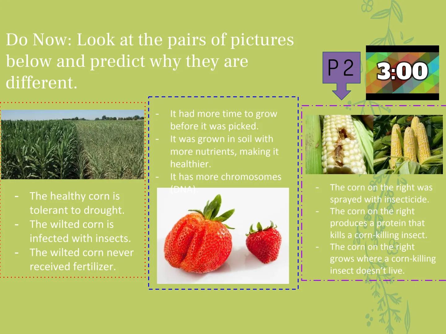 ## GMOs

# ARE GMOs REALLY DOING MORE HARM THAN GOOD? Do Now: Look at the pairs of pictures
below and predict why they are
different.

P2 3: