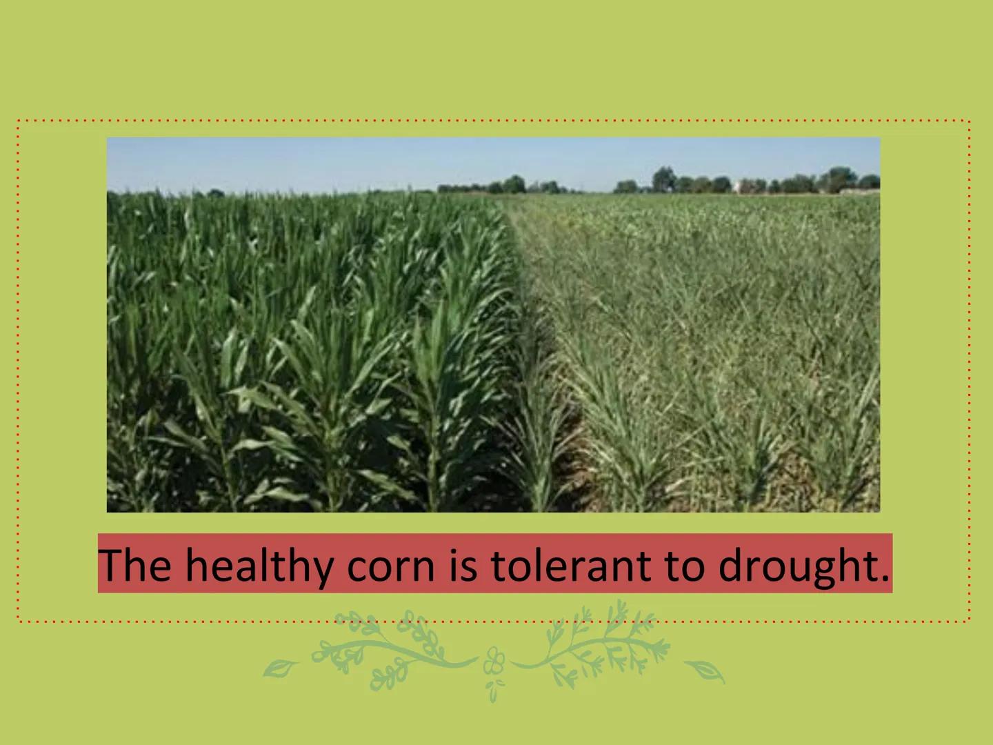 ## GMOs

# ARE GMOs REALLY DOING MORE HARM THAN GOOD? Do Now: Look at the pairs of pictures
below and predict why they are
different.

P2 3: