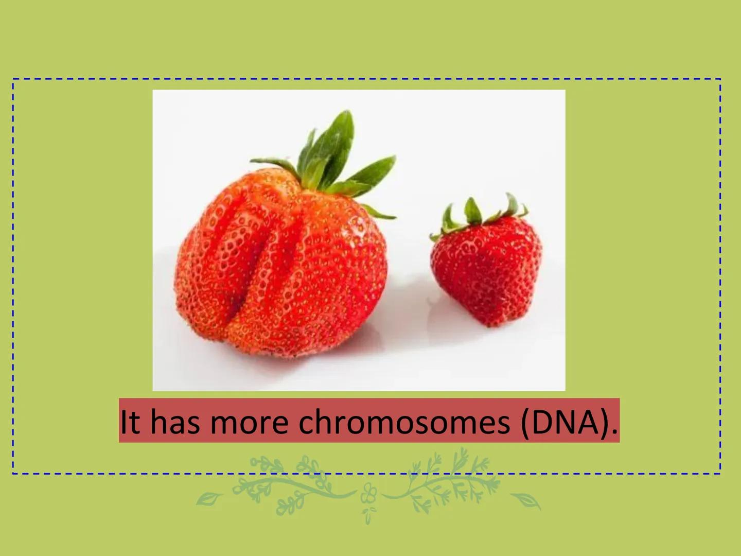 ## GMOs

# ARE GMOs REALLY DOING MORE HARM THAN GOOD? Do Now: Look at the pairs of pictures
below and predict why they are
different.

P2 3: