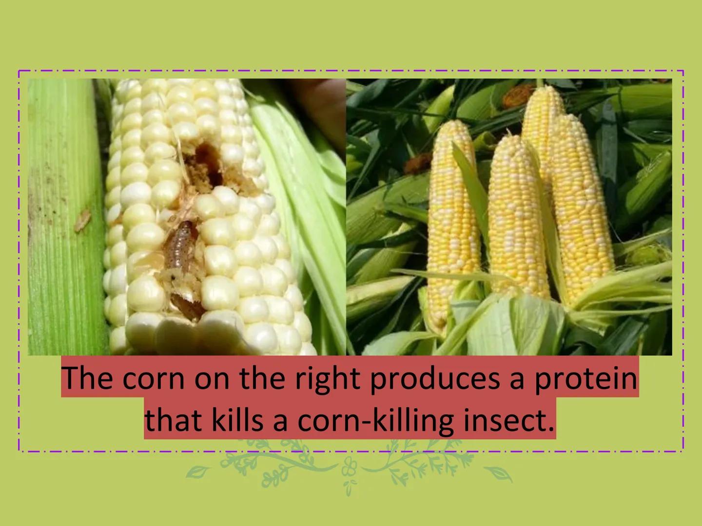 ## GMOs

# ARE GMOs REALLY DOING MORE HARM THAN GOOD? Do Now: Look at the pairs of pictures
below and predict why they are
different.

P2 3: