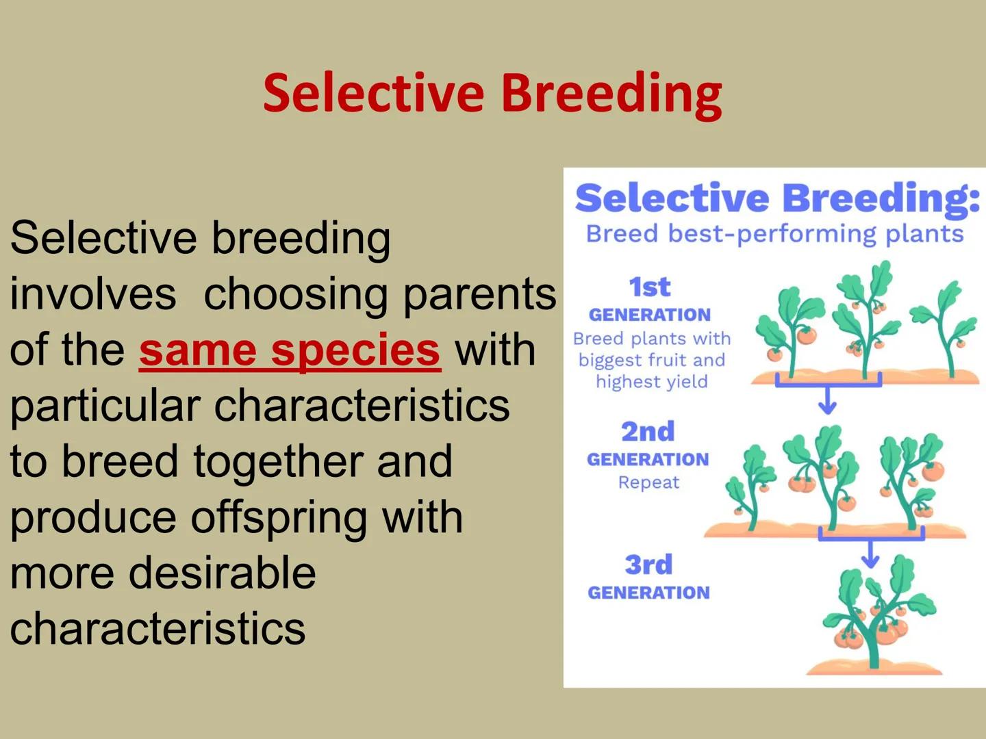 ## GMOs

# ARE GMOs REALLY DOING MORE HARM THAN GOOD? Do Now: Look at the pairs of pictures
below and predict why they are
different.

P2 3: