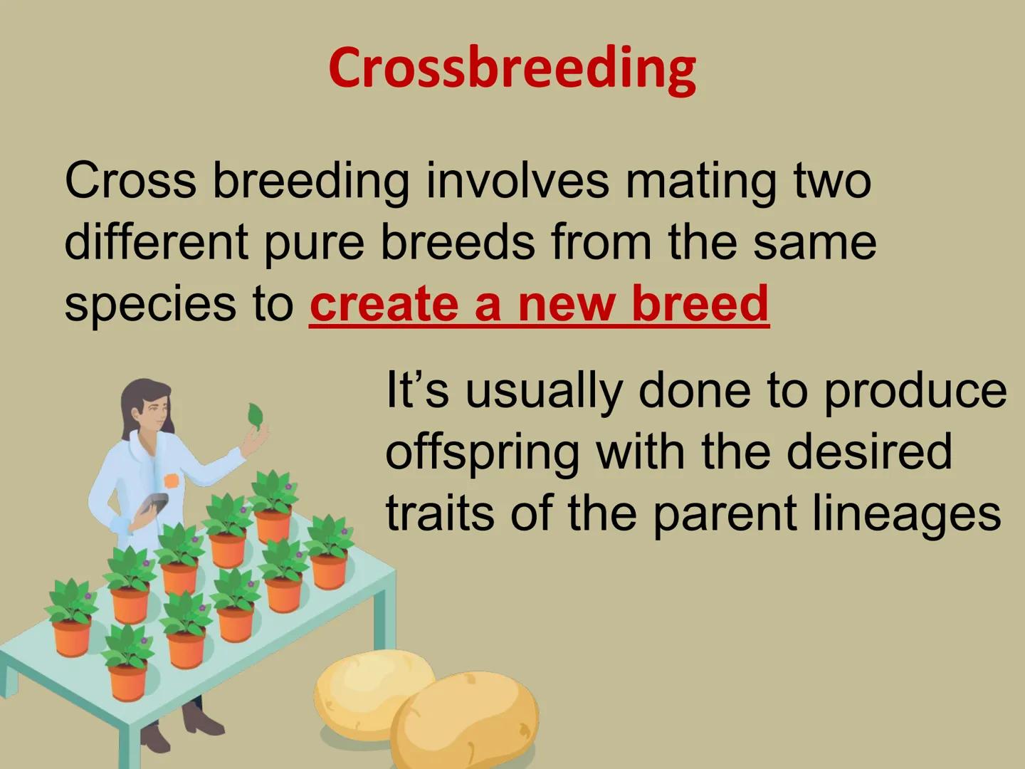 ## GMOs

# ARE GMOs REALLY DOING MORE HARM THAN GOOD? Do Now: Look at the pairs of pictures
below and predict why they are
different.

P2 3: