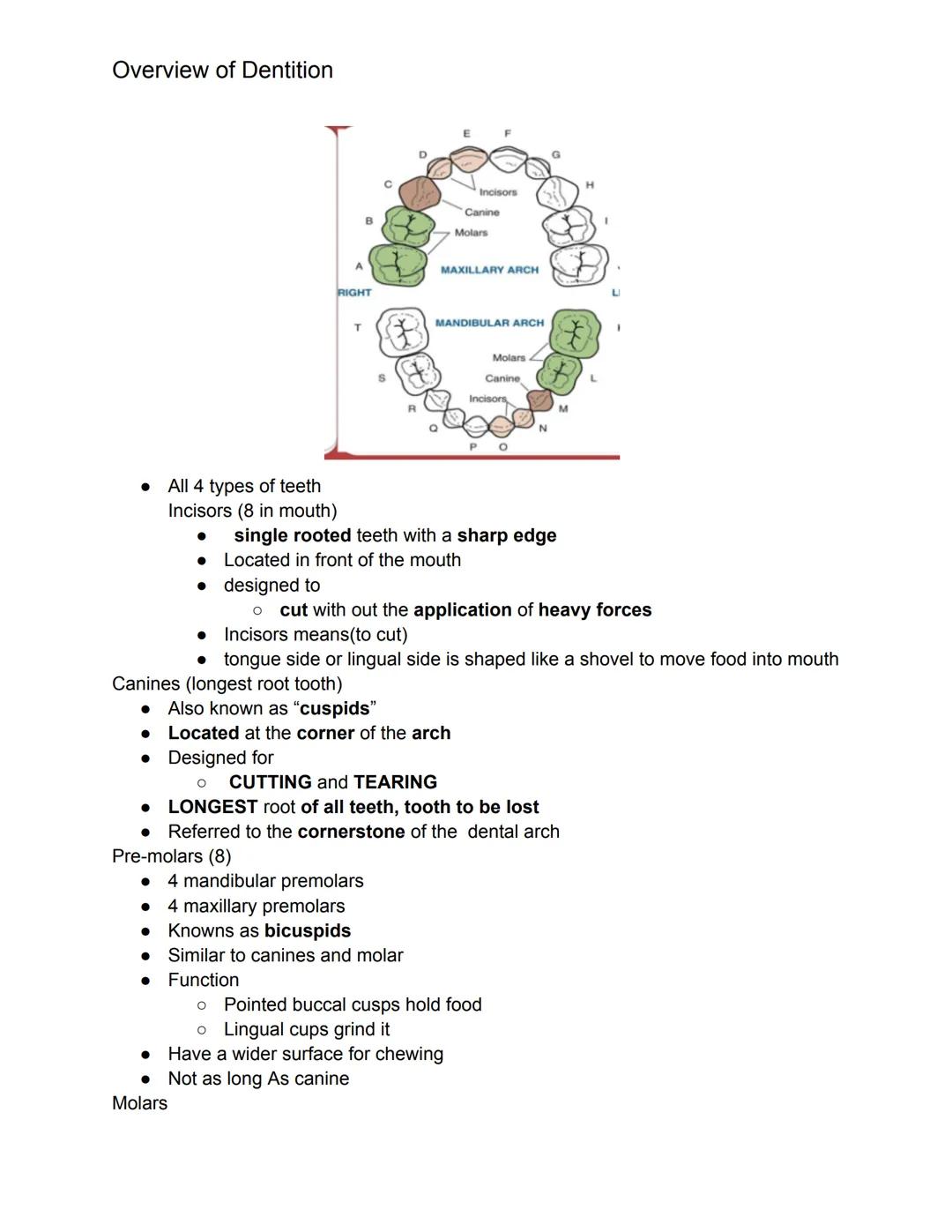 # Overview of Dentition

What we should know this chapter.

1. Dentition- describes the natural teeth in the jawbone
2. The dental assistant