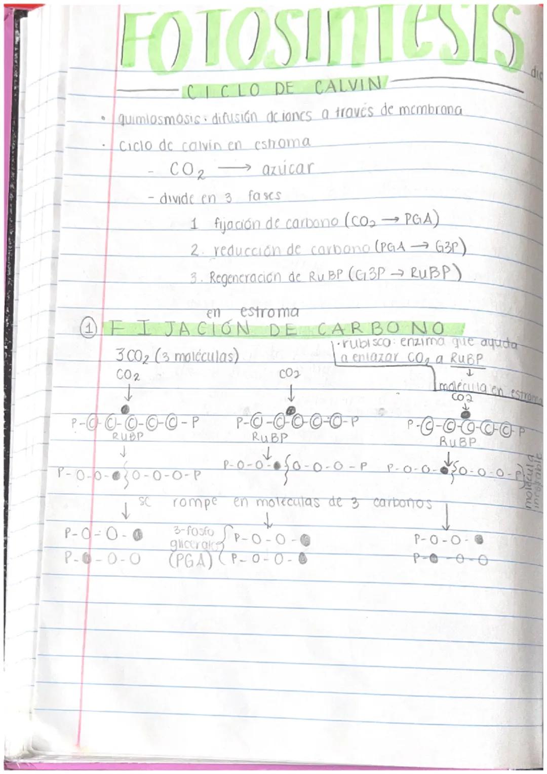 # Folosintesis

✓. urganismos que usan fotosintesis:

- planias

  - bactlengs
    (algunas)

* dinoflagelado crea bioluminiscencia *

  ↓

