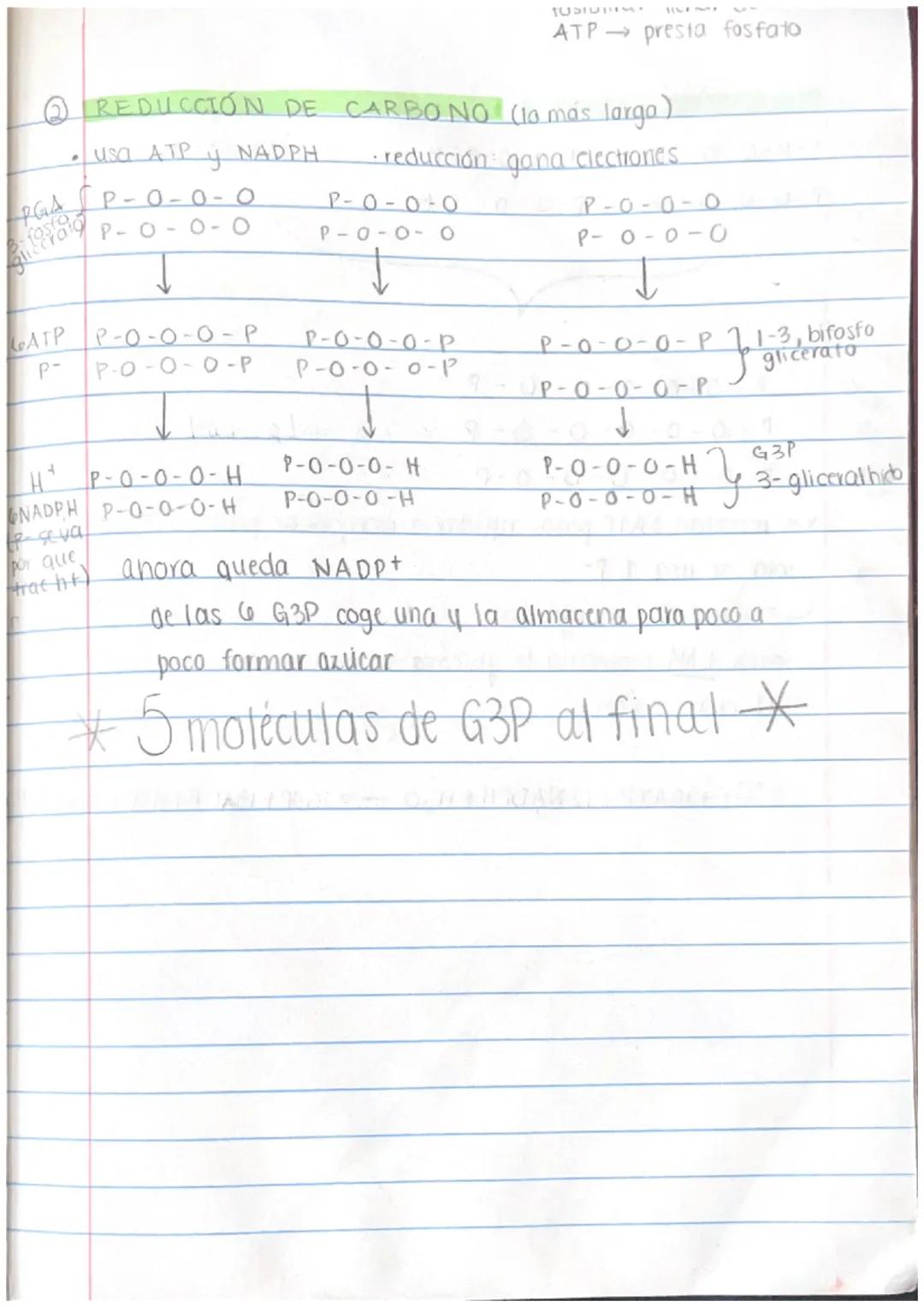 # Folosintesis

✓. urganismos que usan fotosintesis:

- planias

  - bactlengs
    (algunas)

* dinoflagelado crea bioluminiscencia *

  ↓

