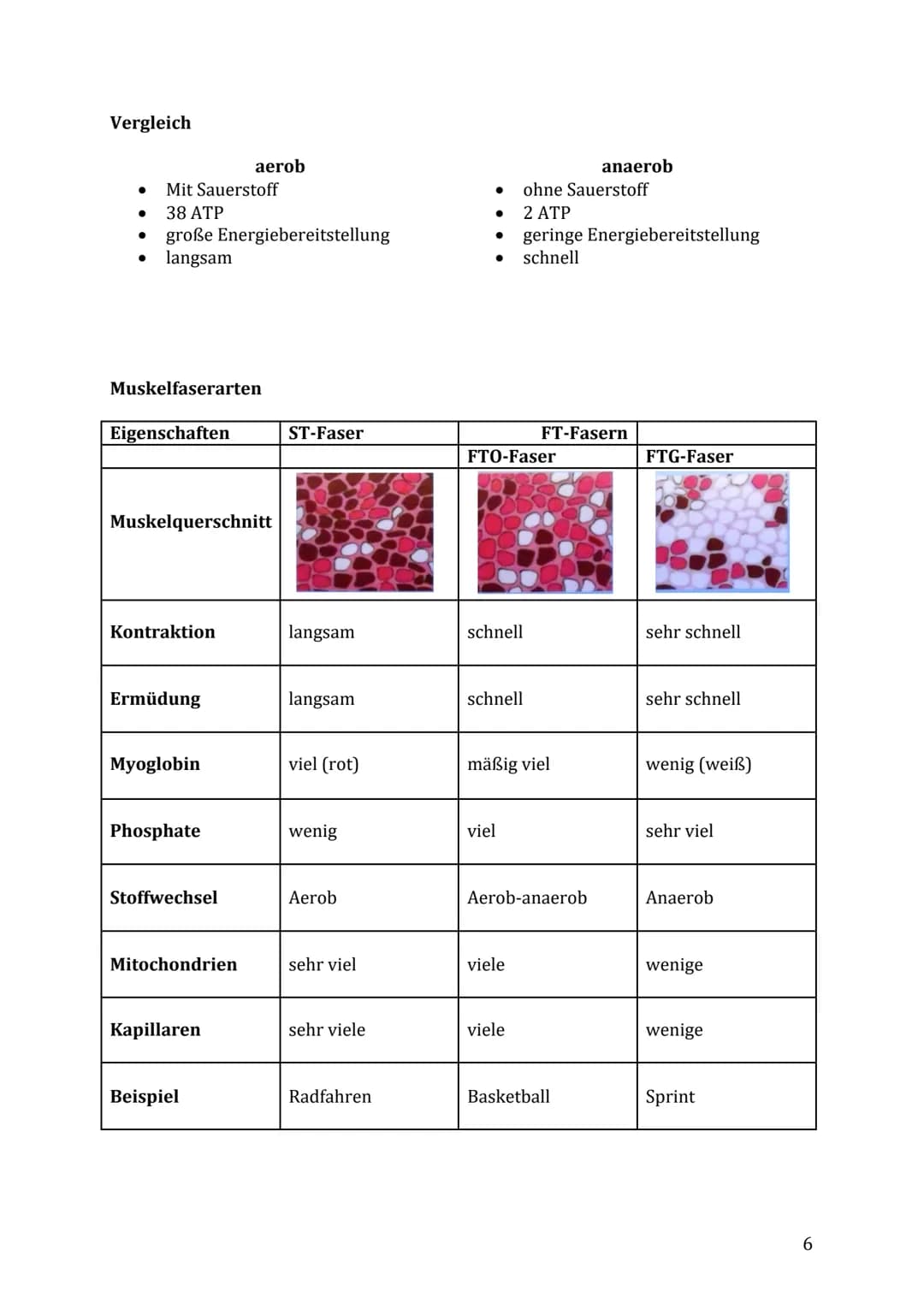 Lernzettel Sport Klausur

Themen:

- Muskelaufbau/-kontraktion & Energiebereitstellung
- Muskelfaserarten (ST- & FT-Fasern)
- Anpassung des 