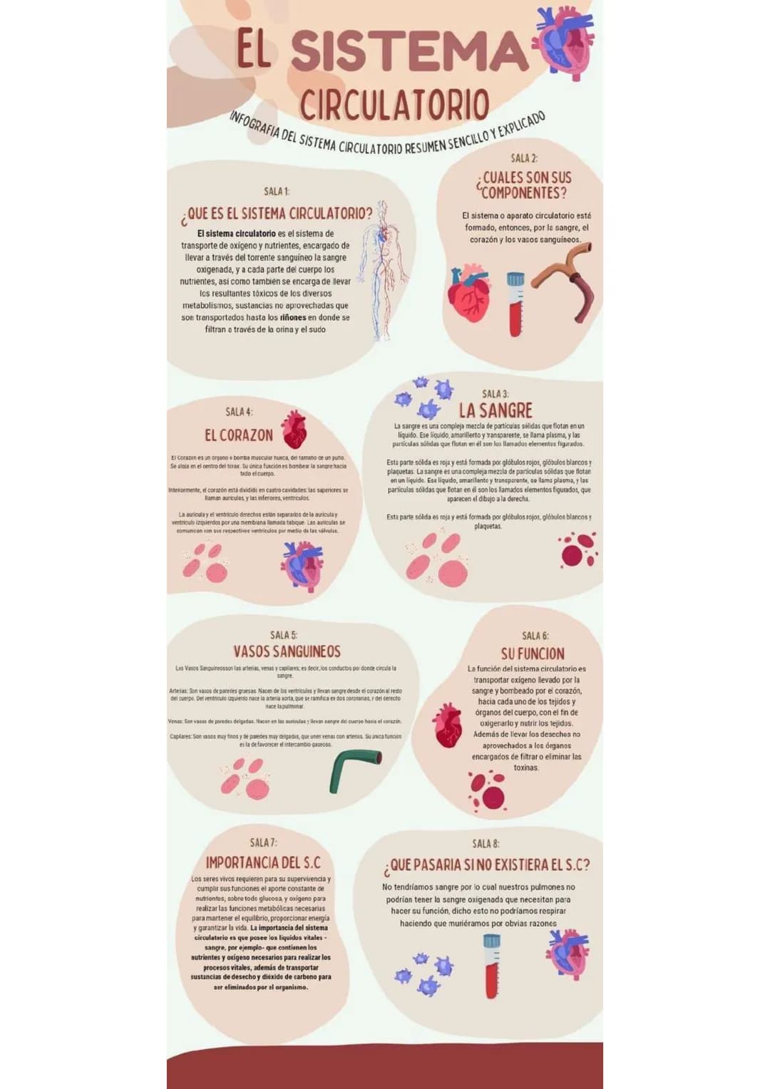 # EL SISTEMA
CIRCULATORIO

INFOGRAFIA DEL SISTEMA CIRCULATORIO RESUMEN SENCILLO Y EXPLICADO

SALA 1:
¿QUE ES EL SISTEMA CIRCULATORIO?

El si