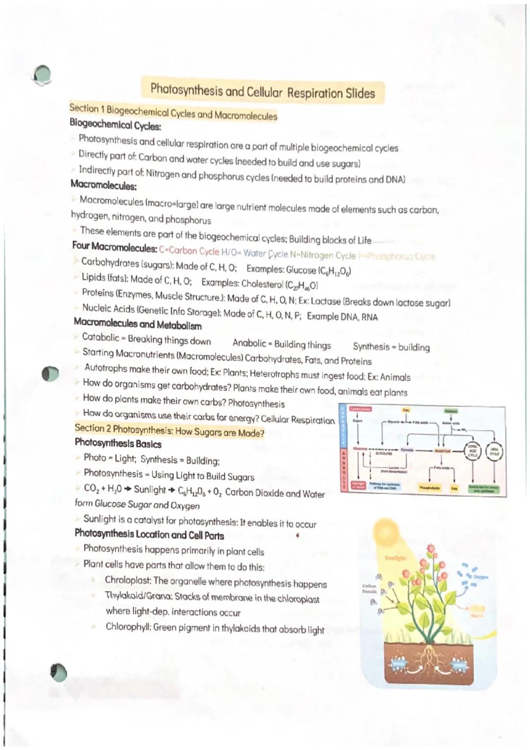 # Photosynthesis and Cellular Respiration Slides
Section 1 Biogeochemical Cycles and Macromolecules
Biogeochemical Cycles:
Photosynthesis an