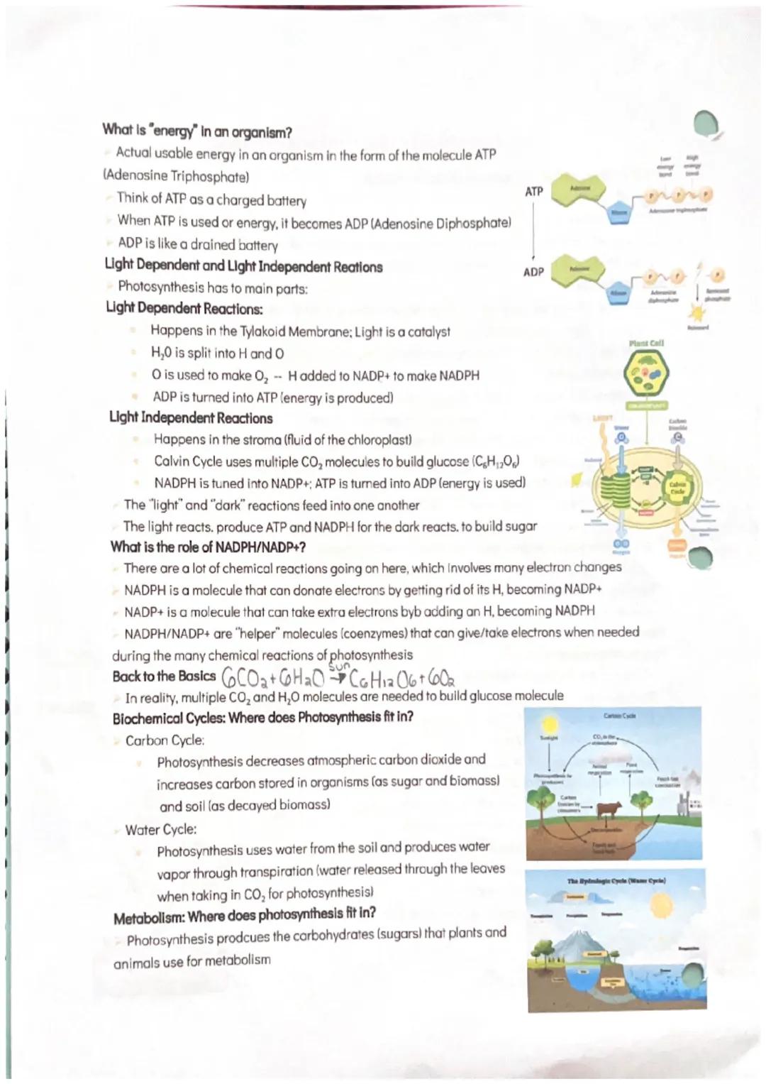# Photosynthesis and Cellular Respiration Slides
Section 1 Biogeochemical Cycles and Macromolecules
Biogeochemical Cycles:
Photosynthesis an