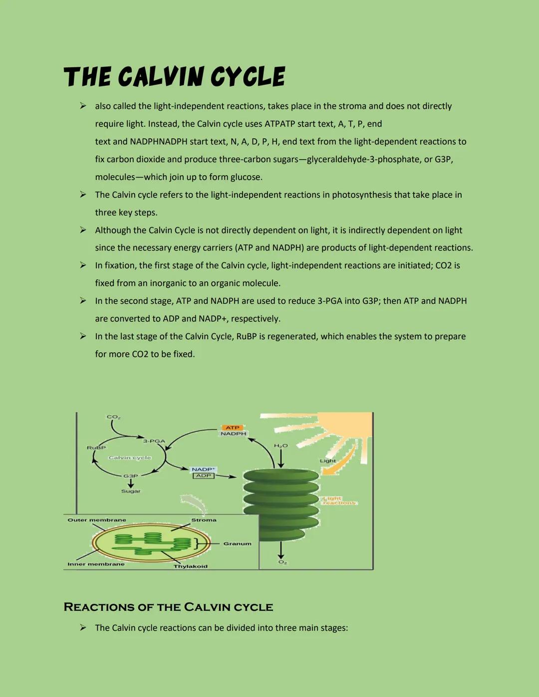 # THE CALVIN CYCLE

➤ also called the light-independent reactions, takes place in the stroma and does not directly
require light. Instead, t