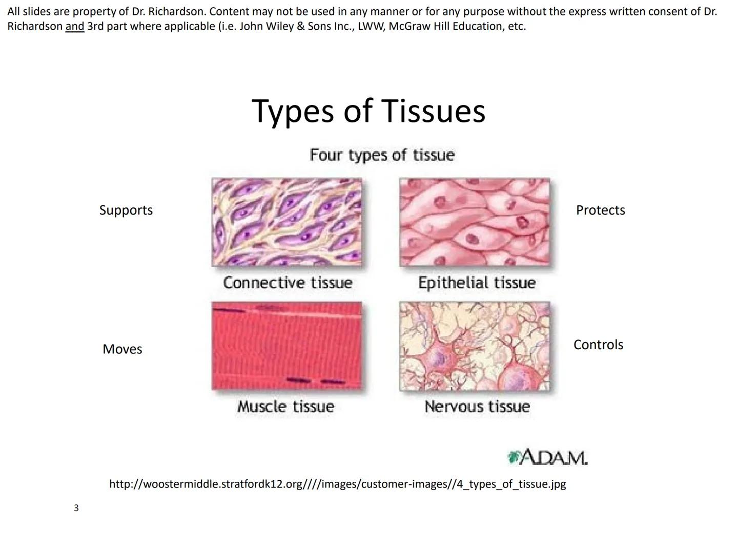 All slides are property of Dr. Richardson. Content may not be used in any manner or for any purpose without the express written consent of D