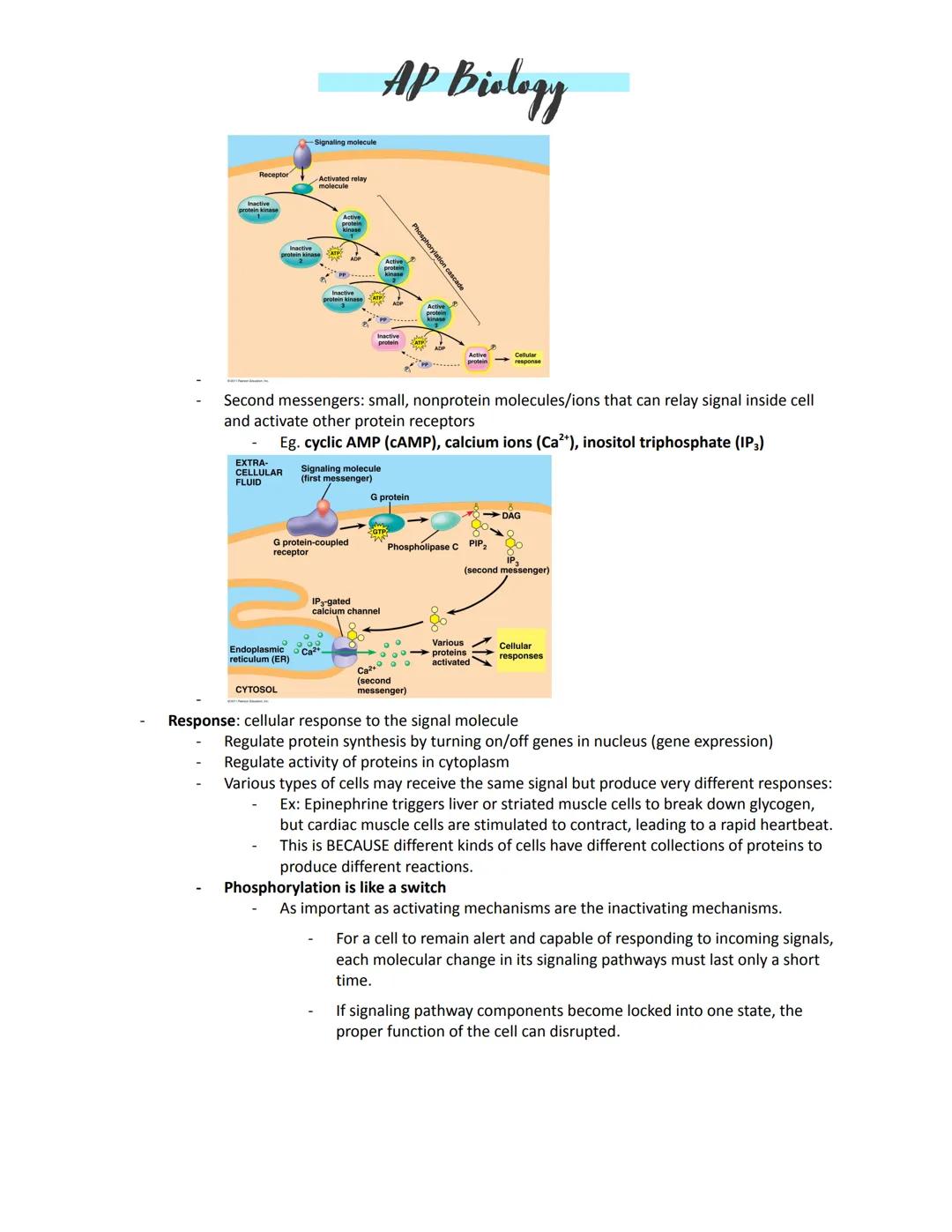 # AP Biology

Unit 4:
Amplification -- to increase a signal
Kinases -- enzymes that move
Transcription -- turning on DNA to make a needed pr