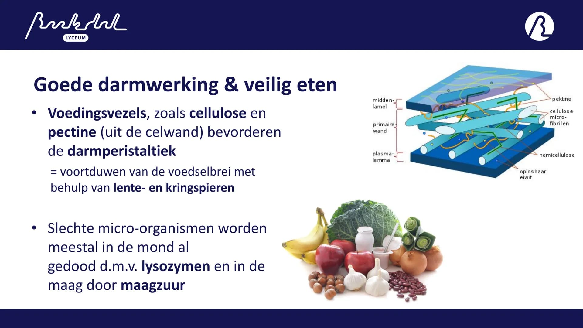 Bark
LYCEUM

11.1
Voeding
Toetsweek 1 (РТА 10%)
H10 Bloedsomloop
H11 Voeding en vertering Bak
LYCEUM

Vandaag 11.1

- 11.1 Voeding
- HW =
A: