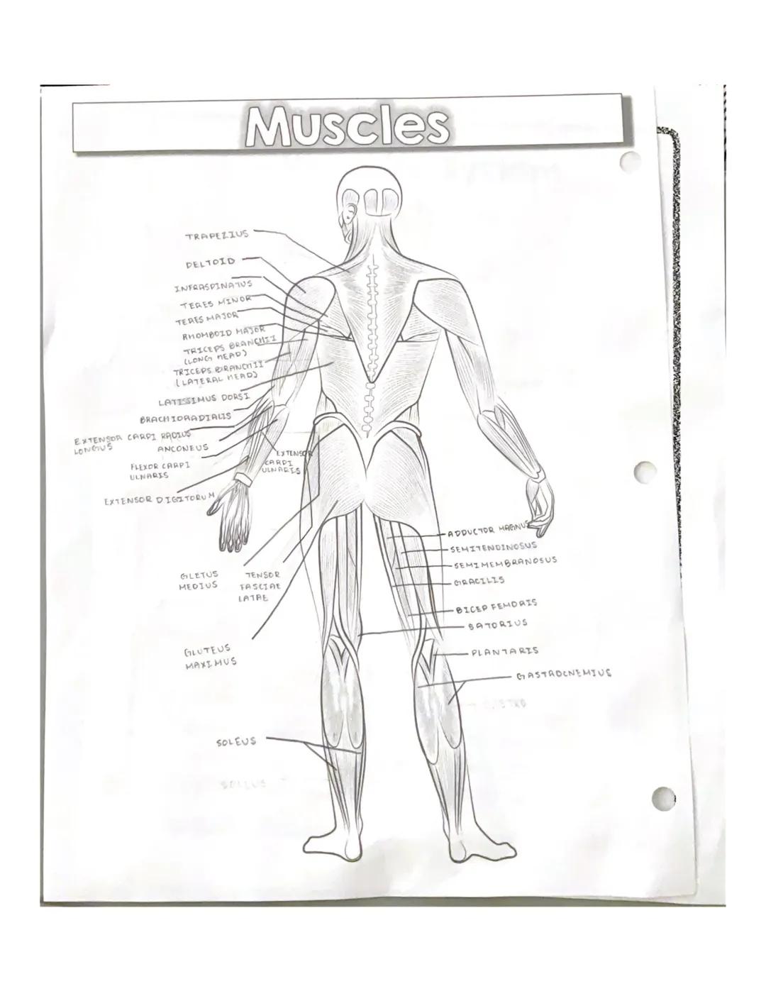 # spelling counts

# Muscles

RECTUS
ABDOMINIS

EXTERNAL
OBLIGUE

TRAPEZIUS

•DELTOID

PECTORALIS MAJOR

LATISSIMUS DORSI
SEARATUS ANTERIOR
