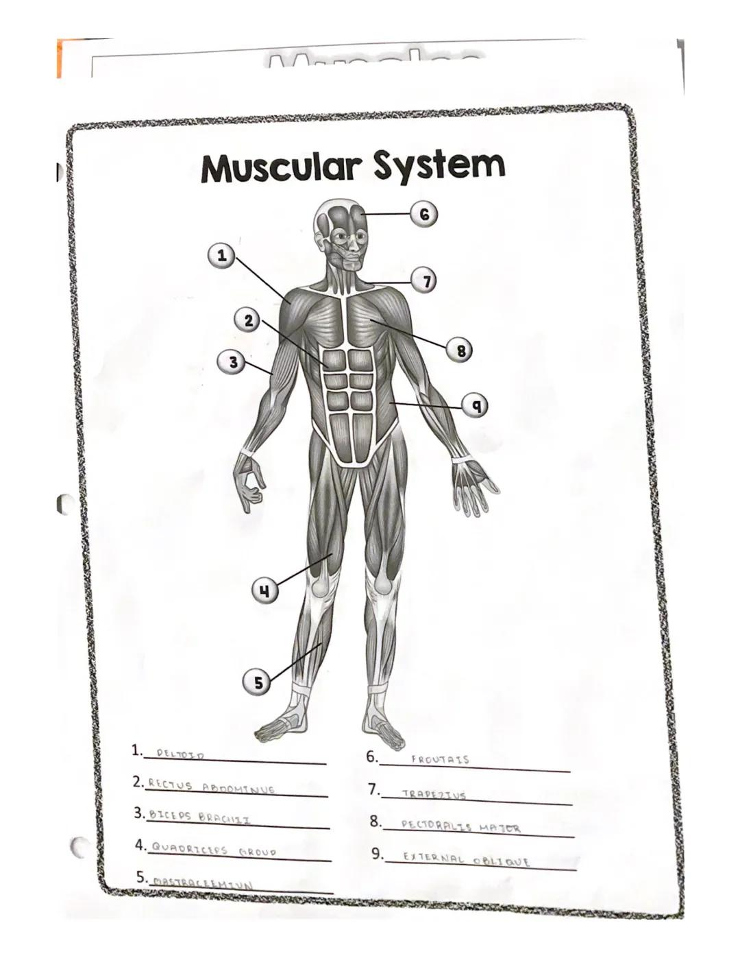 # spelling counts

# Muscles

RECTUS
ABDOMINIS

EXTERNAL
OBLIGUE

TRAPEZIUS

•DELTOID

PECTORALIS MAJOR

LATISSIMUS DORSI
SEARATUS ANTERIOR
