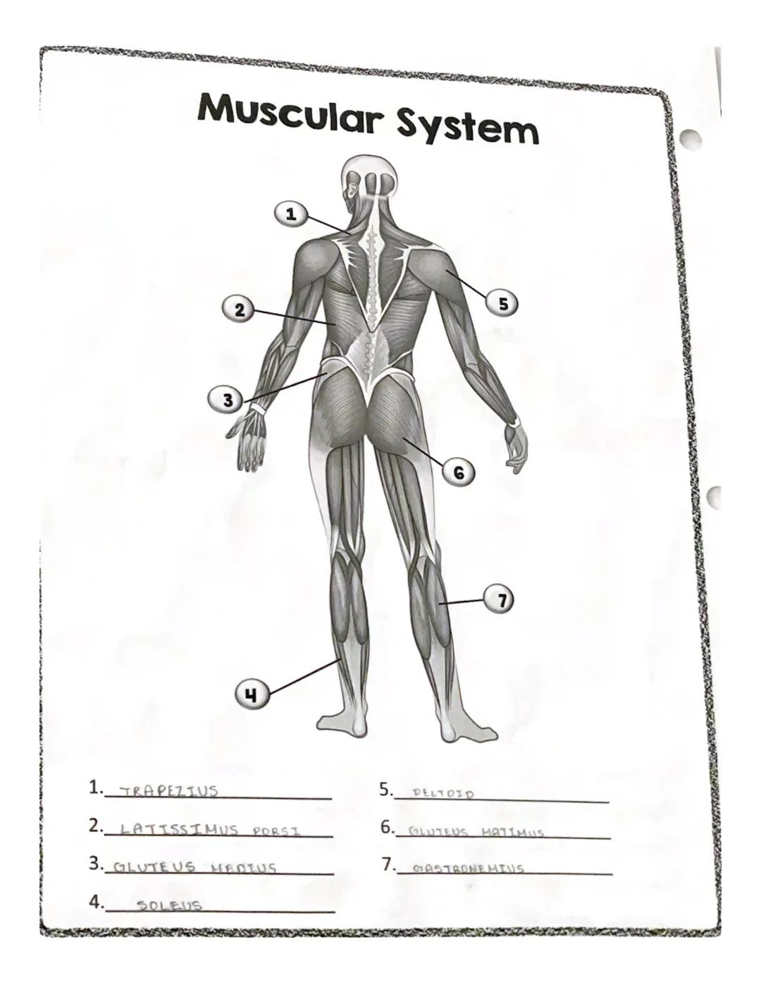 # spelling counts

# Muscles

RECTUS
ABDOMINIS

EXTERNAL
OBLIGUE

TRAPEZIUS

•DELTOID

PECTORALIS MAJOR

LATISSIMUS DORSI
SEARATUS ANTERIOR
