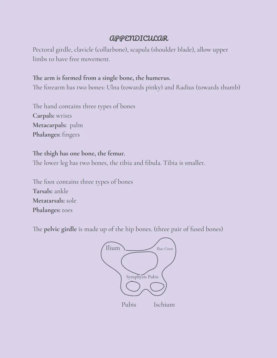 # Skeletal System

## OVERVIEW

The skeleton, composed of bones, cartilages, joints, and ligaments, accounts for
about 20% of body mass.
The