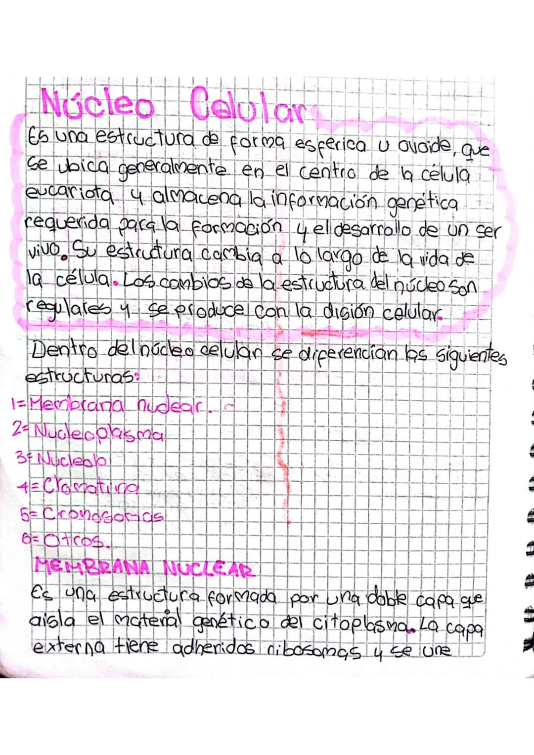 # Núcleo Celular

Es una estructura de forma esferica u ovoide, que
Se ubica generalmente en el centro de la célula
eucariota y almacena la 