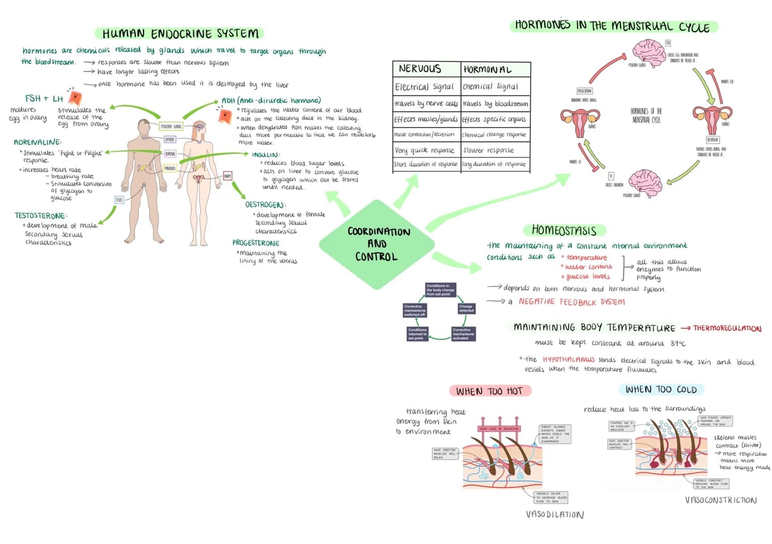 # HUMAN ENDOCRINE SYSTEM

hormones are chemicals released by glands which travel to target organs through
the blood stream. responses are sl