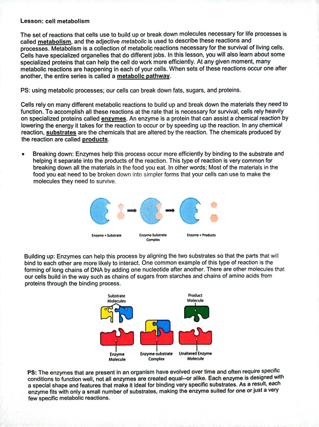 # Lesson: cell metabolism

The set of reactions that cells use to build up or break down molecules necessary for life processes is
called me
