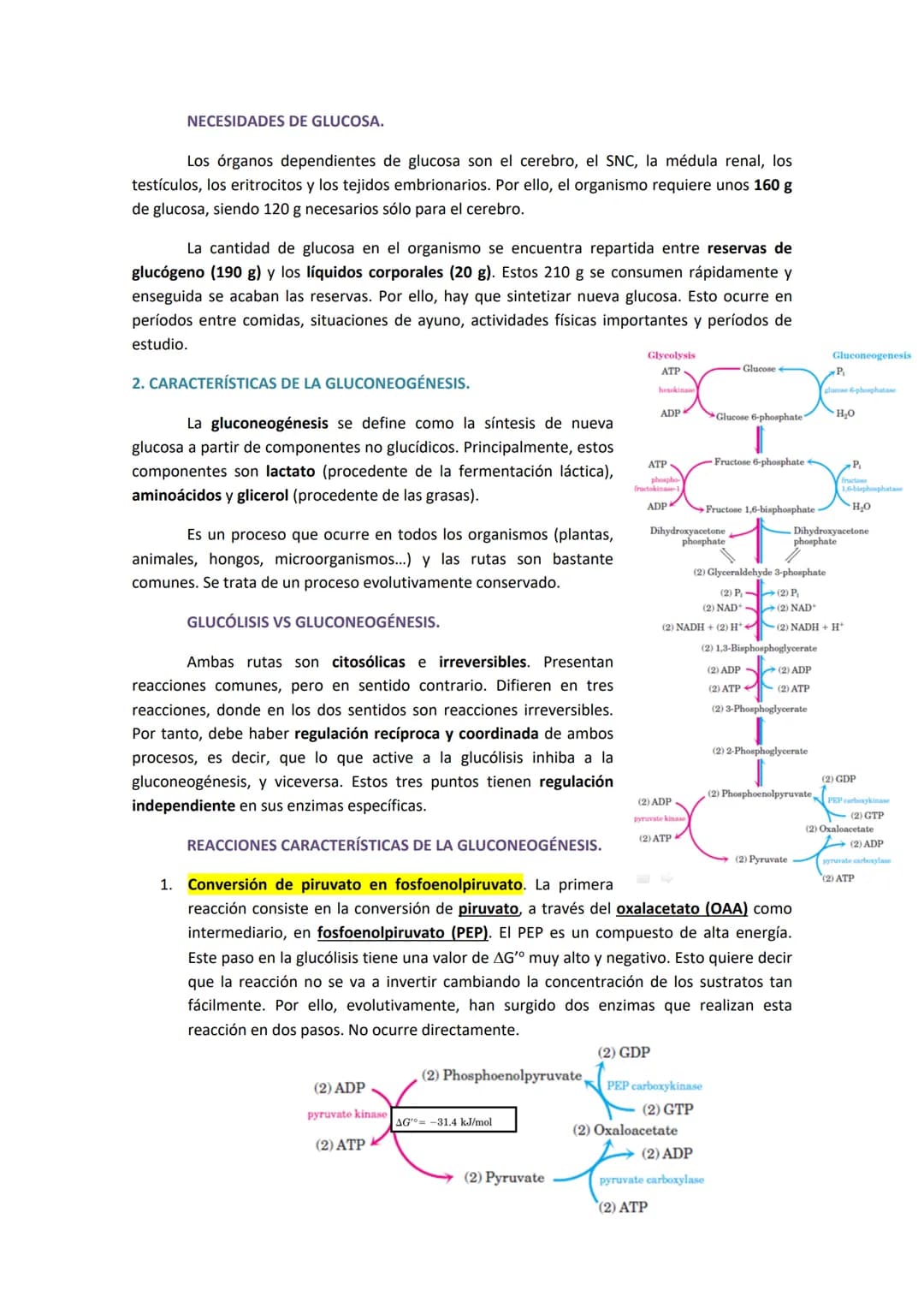 TEMA 7. GLUCONEOGENESIS Y SU REGULACIÓN

1. INTRODUCCIÓN A LA SÍNTESIS DE GLUCOSA.

La cantidad de glucosa que los tejidos tienen es destina