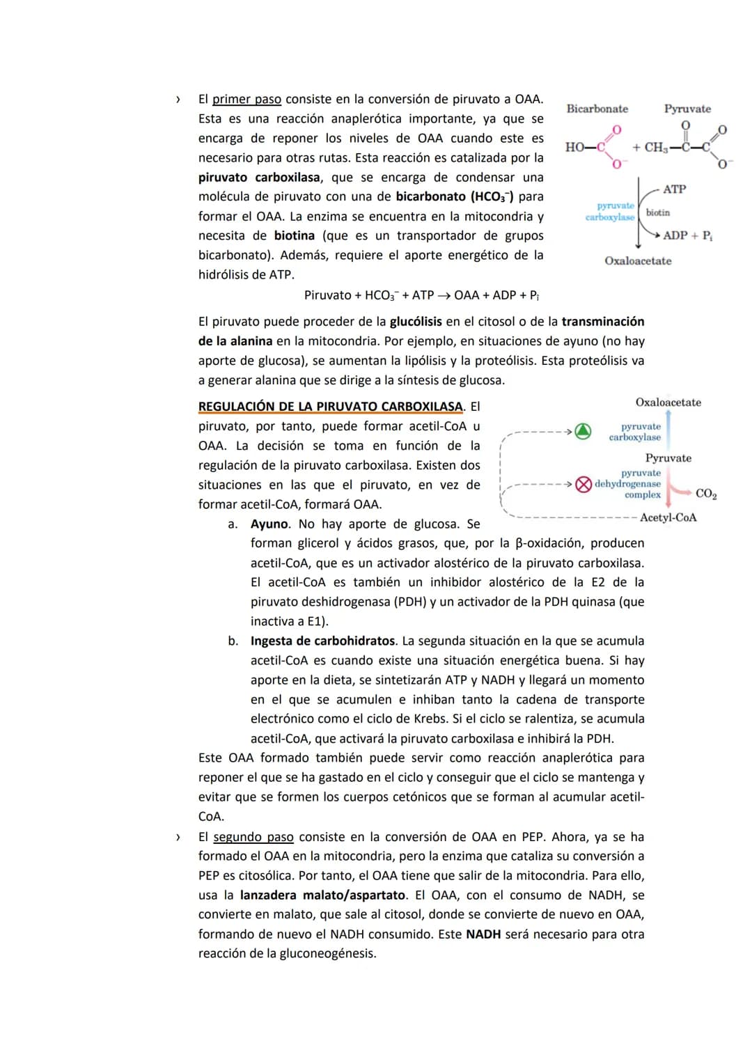 TEMA 7. GLUCONEOGENESIS Y SU REGULACIÓN

1. INTRODUCCIÓN A LA SÍNTESIS DE GLUCOSA.

La cantidad de glucosa que los tejidos tienen es destina