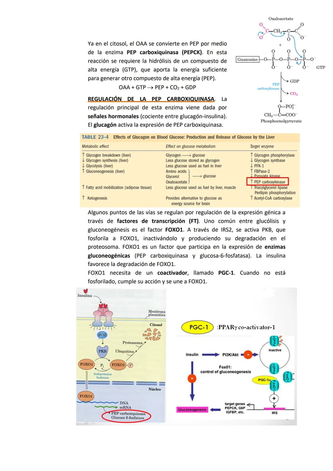 TEMA 7. GLUCONEOGENESIS Y SU REGULACIÓN

1. INTRODUCCIÓN A LA SÍNTESIS DE GLUCOSA.

La cantidad de glucosa que los tejidos tienen es destina
