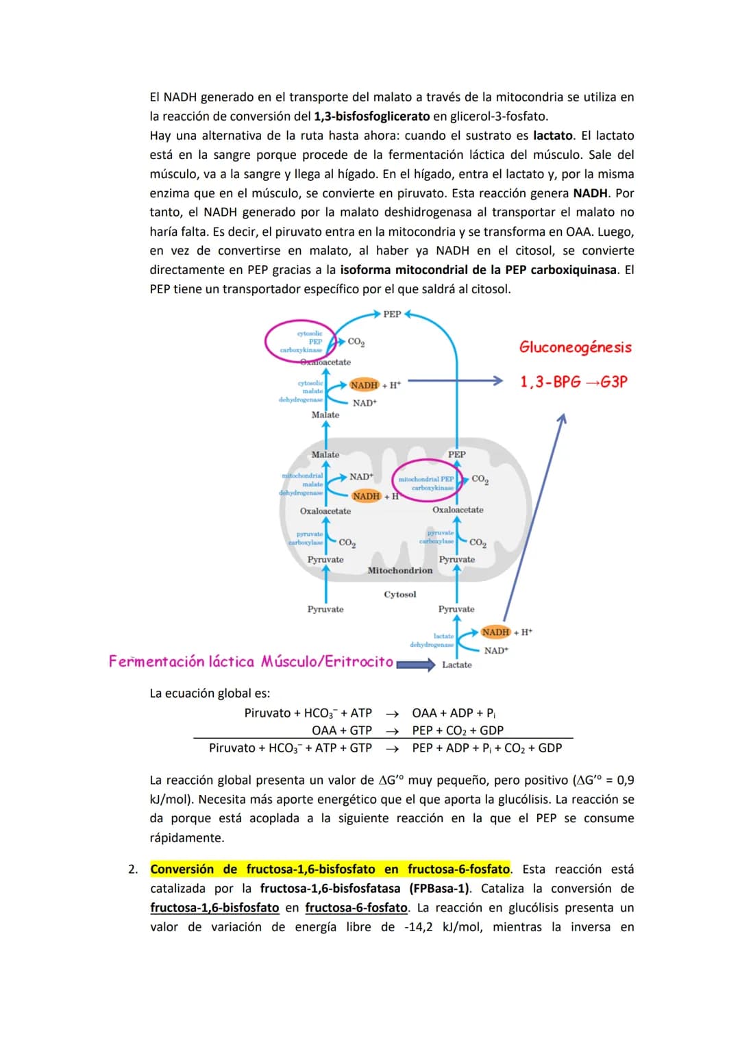 TEMA 7. GLUCONEOGENESIS Y SU REGULACIÓN

1. INTRODUCCIÓN A LA SÍNTESIS DE GLUCOSA.

La cantidad de glucosa que los tejidos tienen es destina